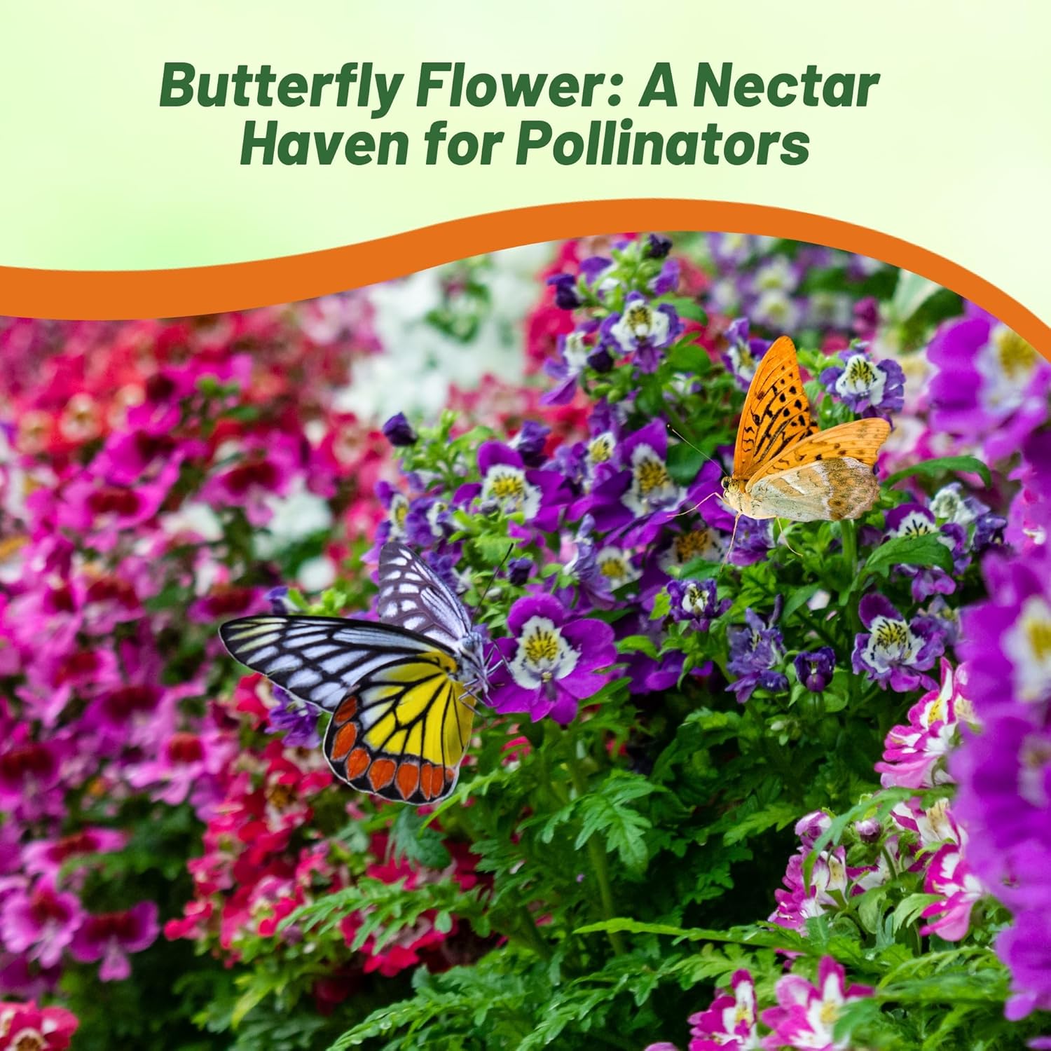 Butterfly Flower Pollinator For Butterflies
