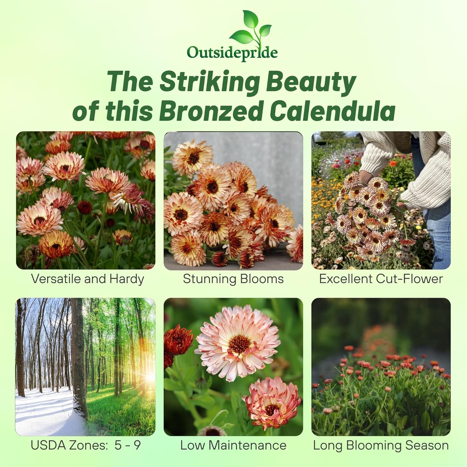 Calendula Bronzed Beauty Images