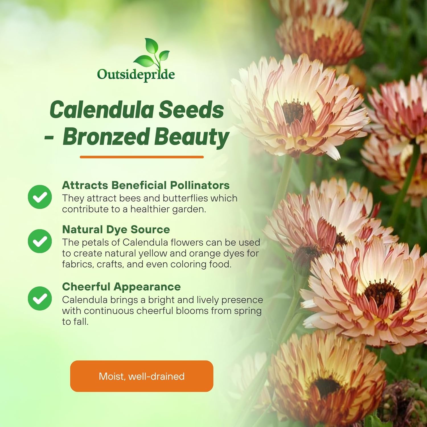 Calendula Bronzed Beauty Benefits