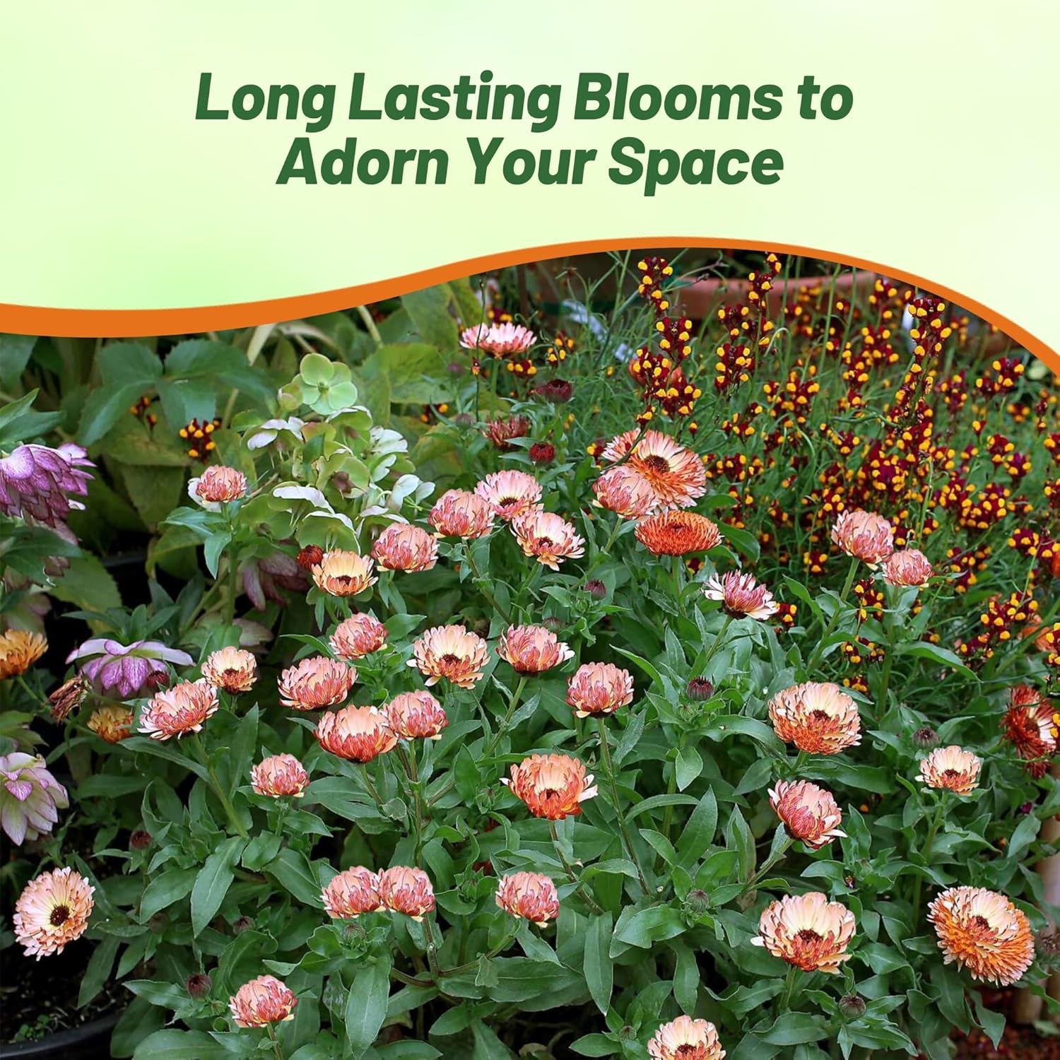 Calendula Bronzed Beauty Flower Garden