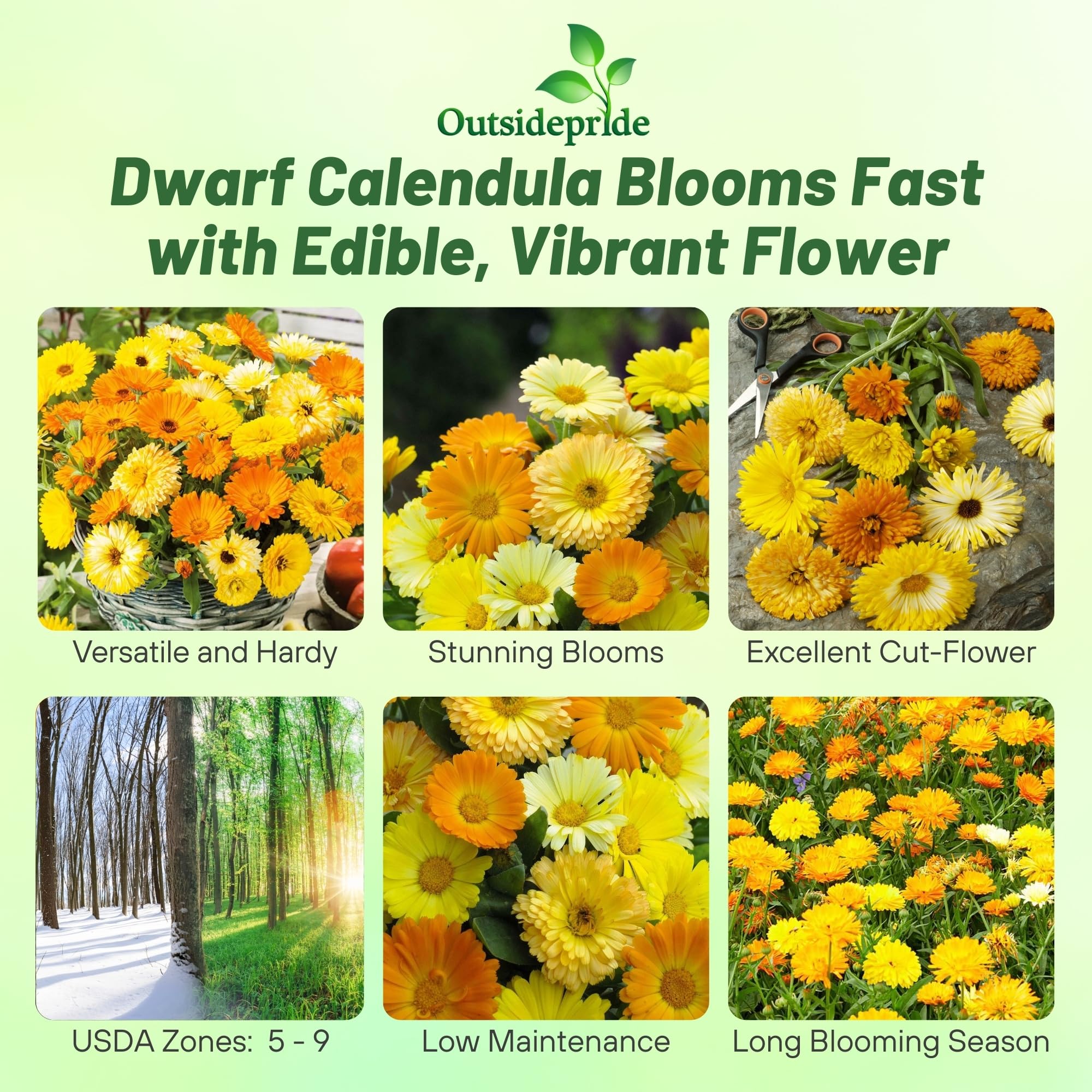 Calendula Fruit Twist Flower Images