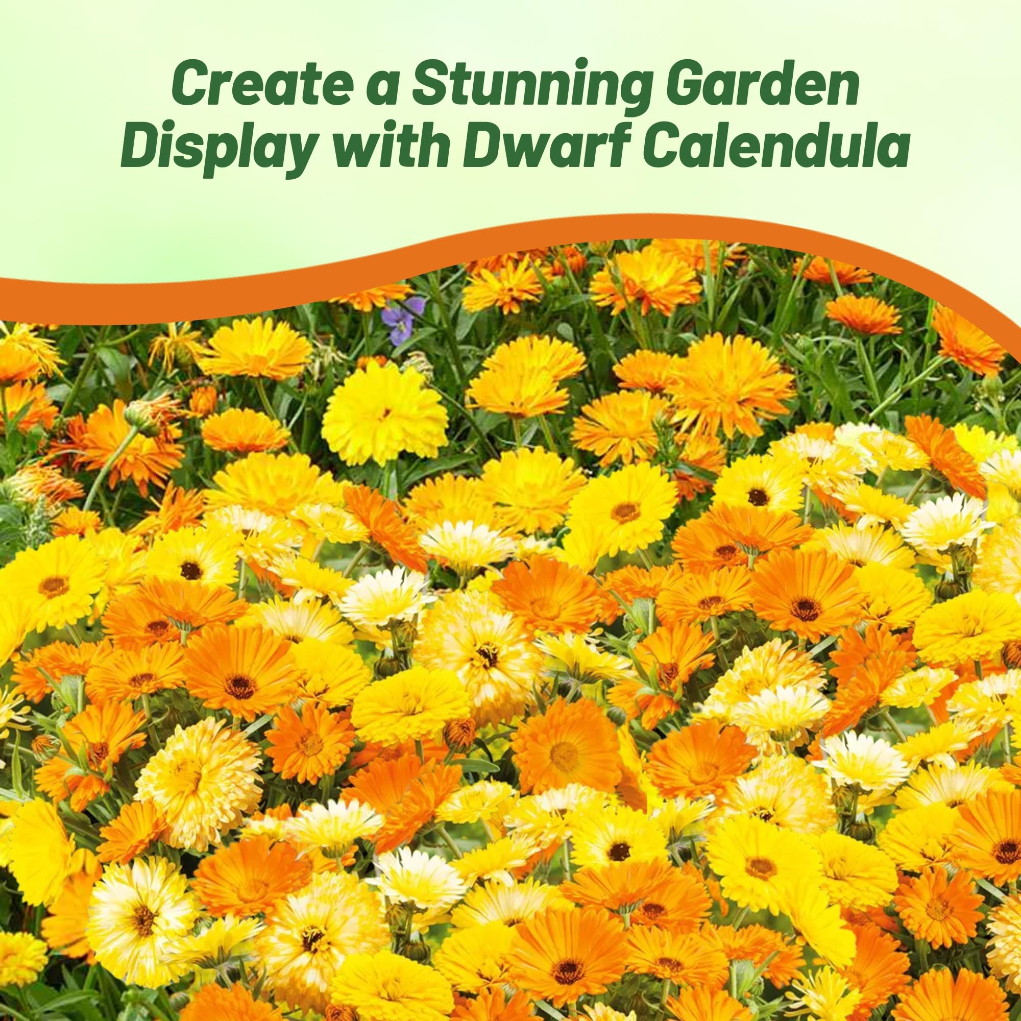 Pot Marigold Fruit Twist Flower Garden
