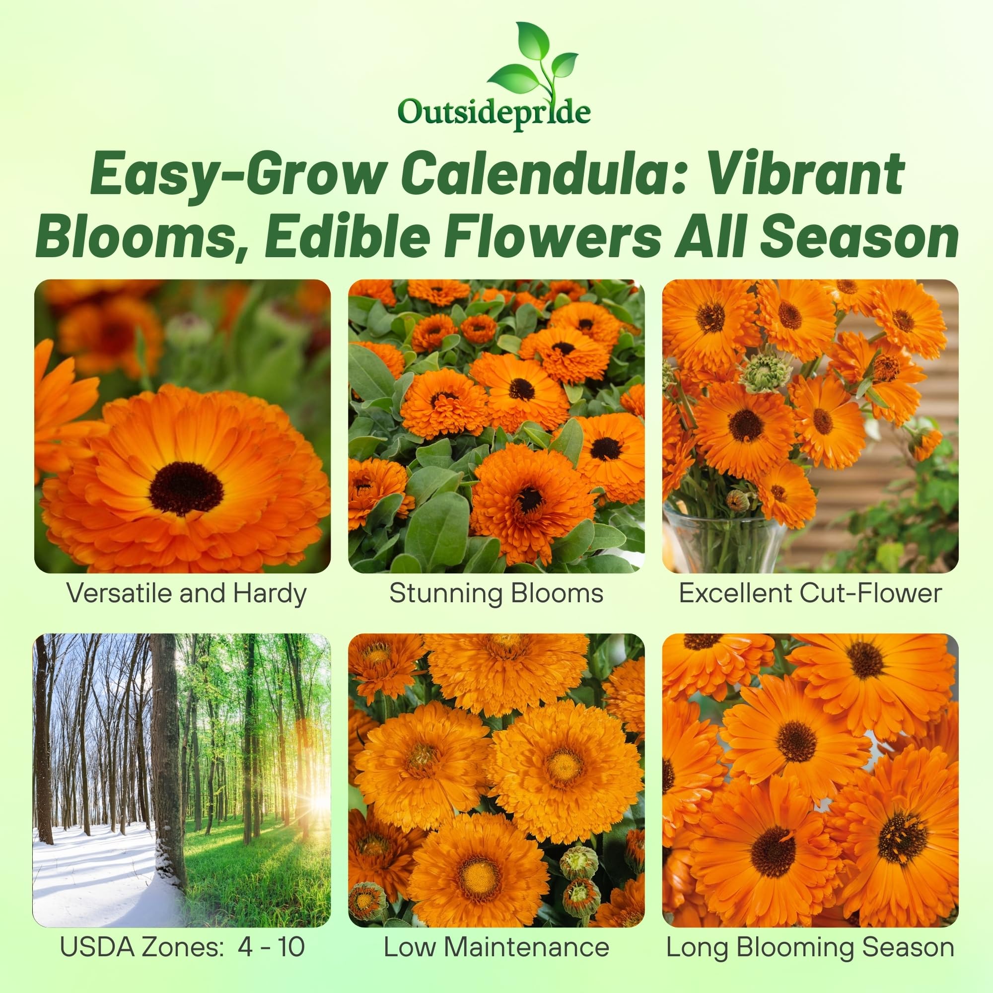 Calendula Geisha Girl Flower Images