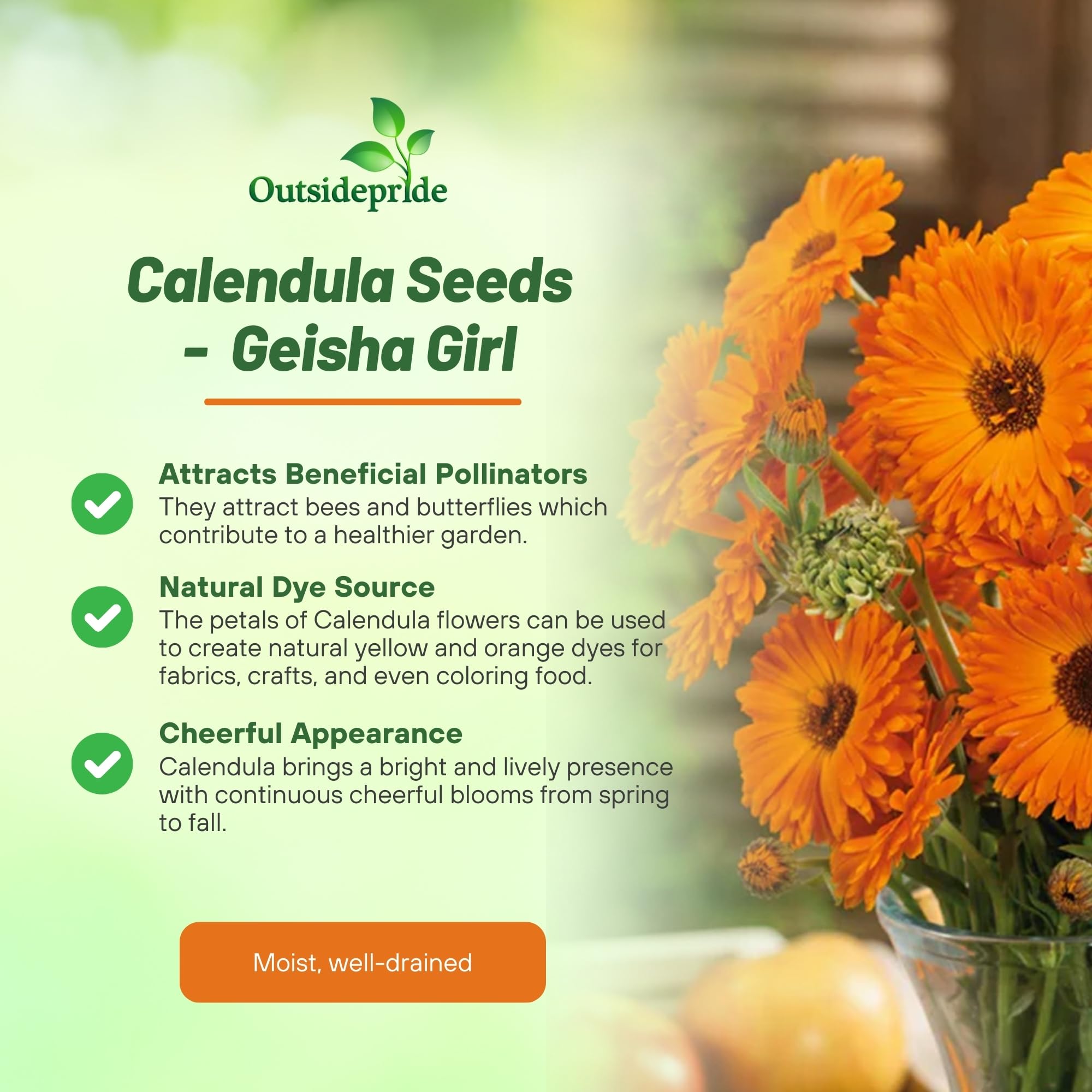 Calendula Geisha Girl Benefits