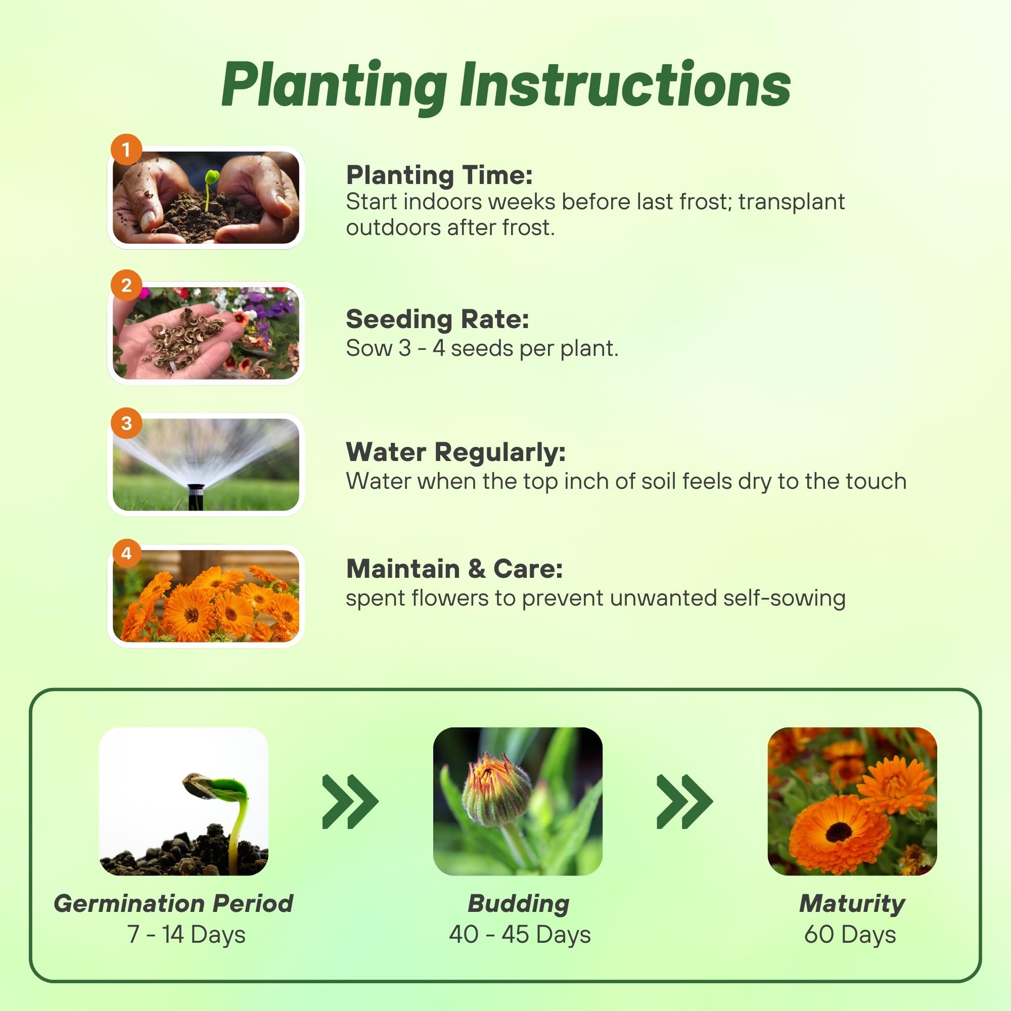 Calendula Geisha Girl Planting Directions