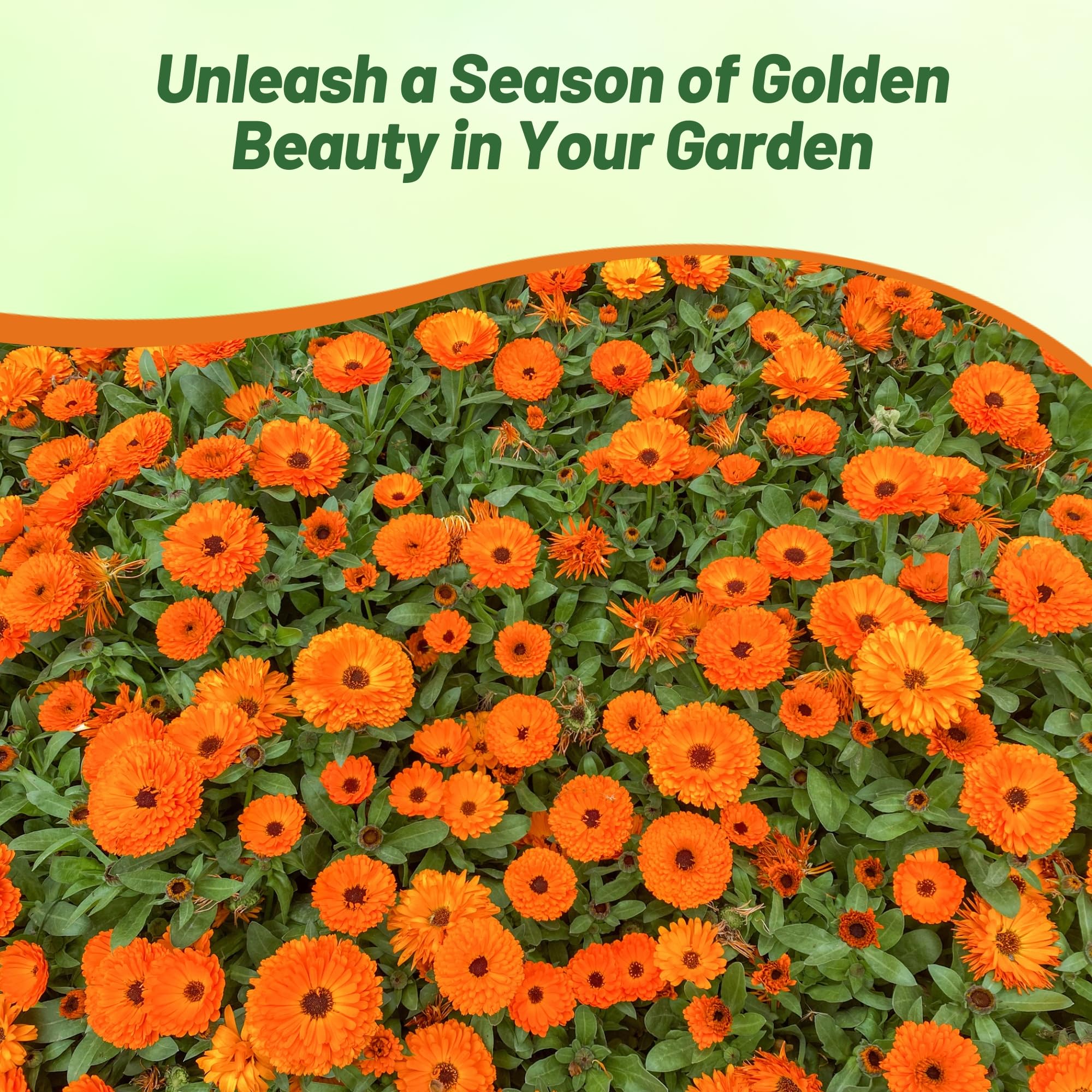 Calendula Geisha Girl Flower Garden