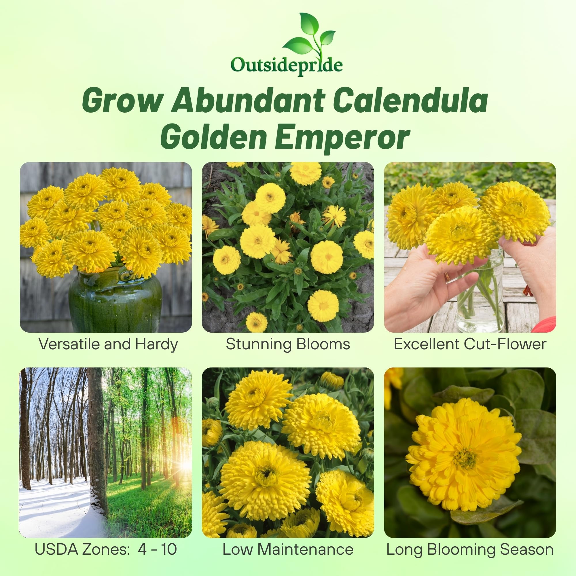 Calendula Golden Yellow Flowers