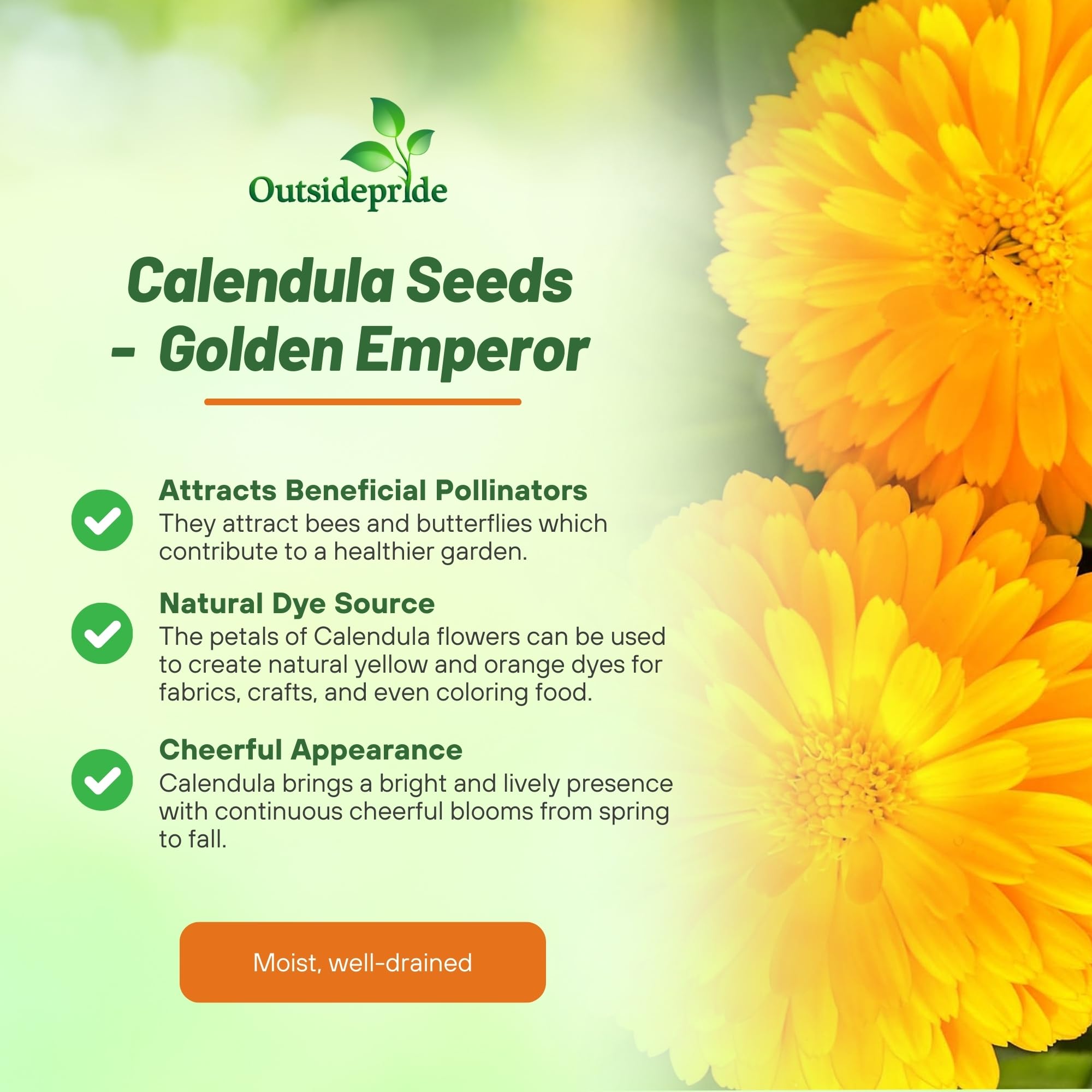 Pot Marigold Benefits