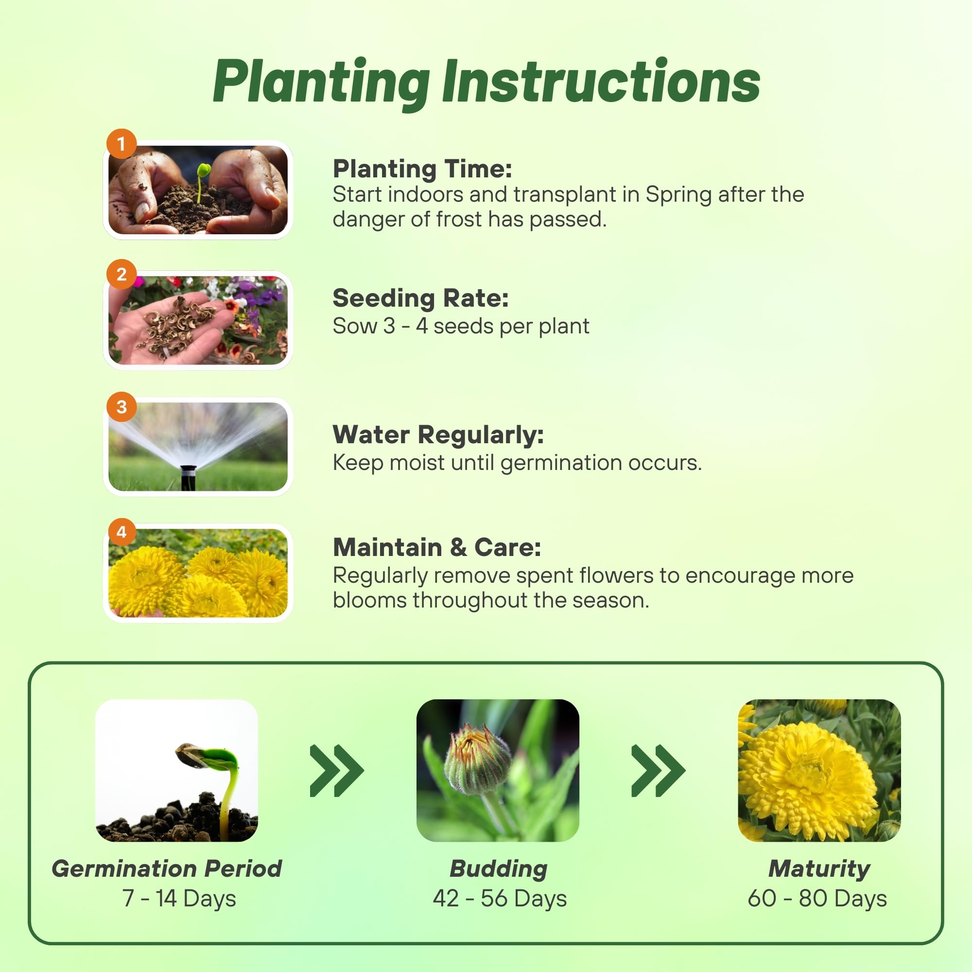 Pot Marigold Planting Directions