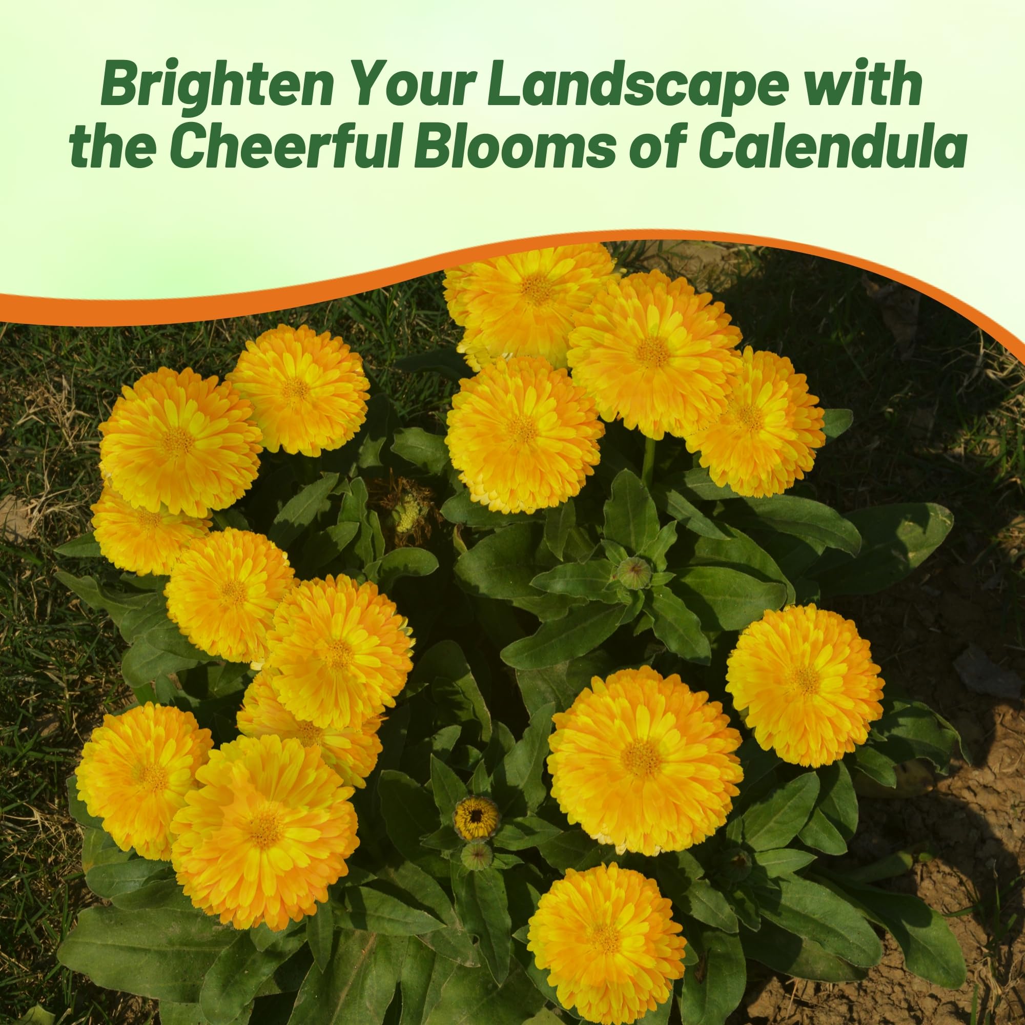 Calendula Pot Marigold Yellow Flower Garden