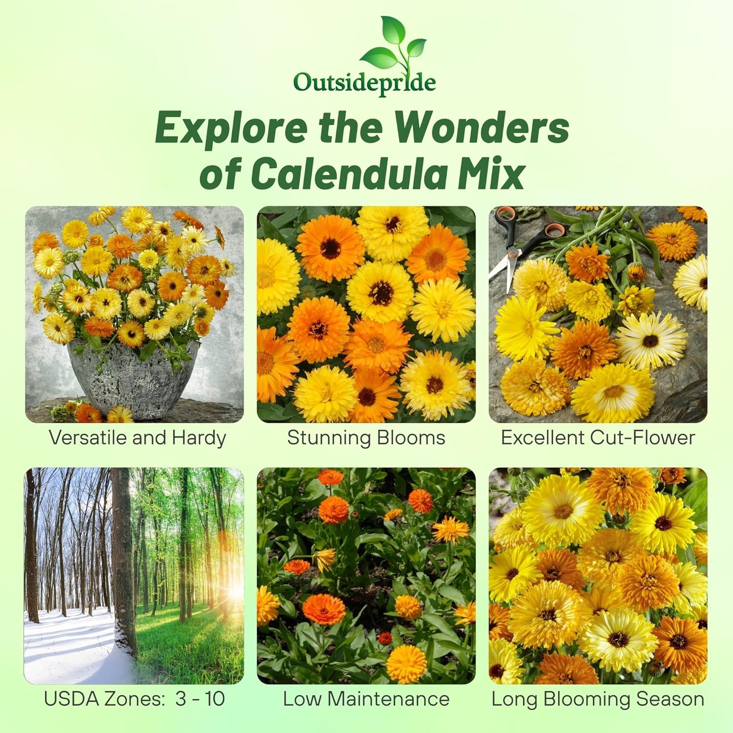 Calendula Flower Benefits