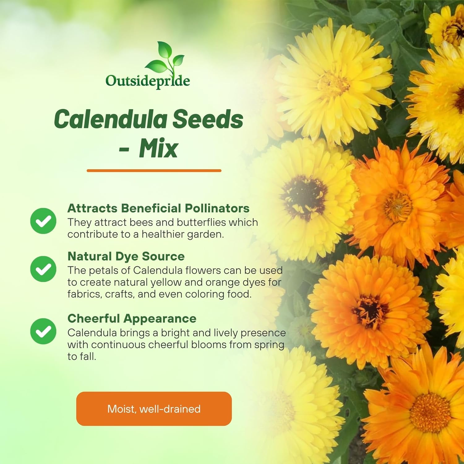 Calendula Flower Planting Directions
