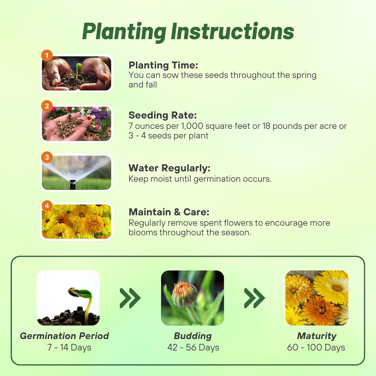 Calendula Flower Information