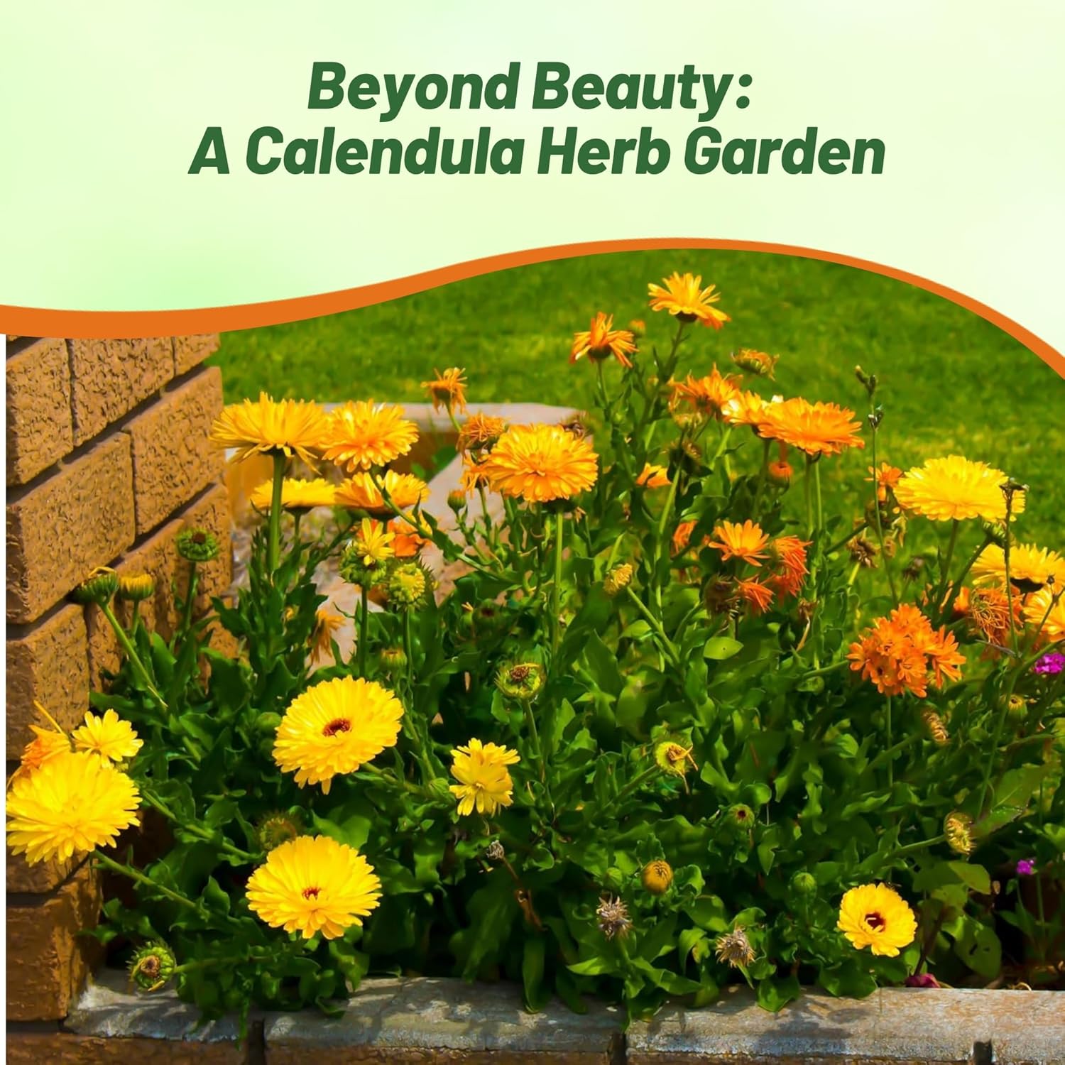 Calendula Flower Garden