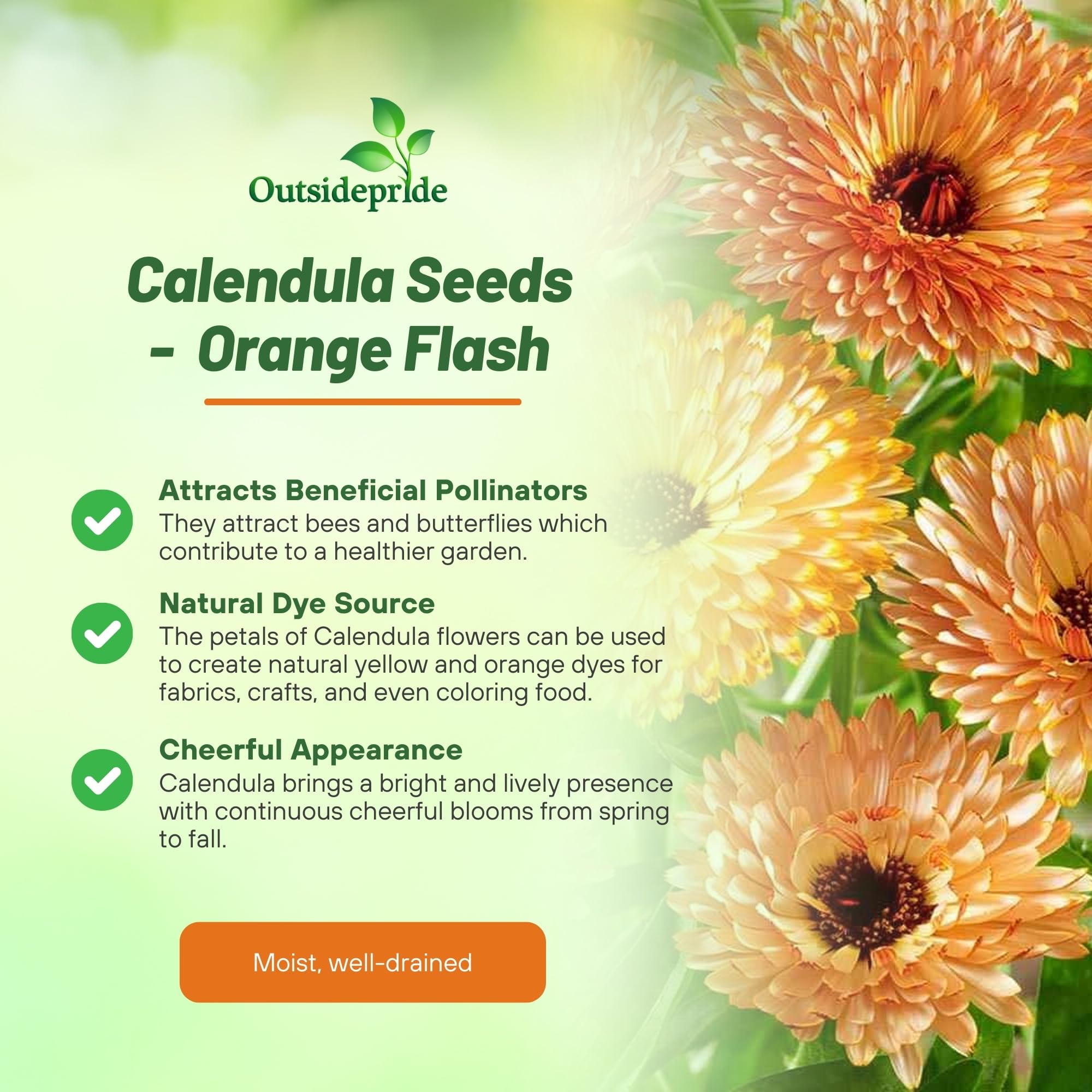 Calendula Orange Flash Flower Benefits