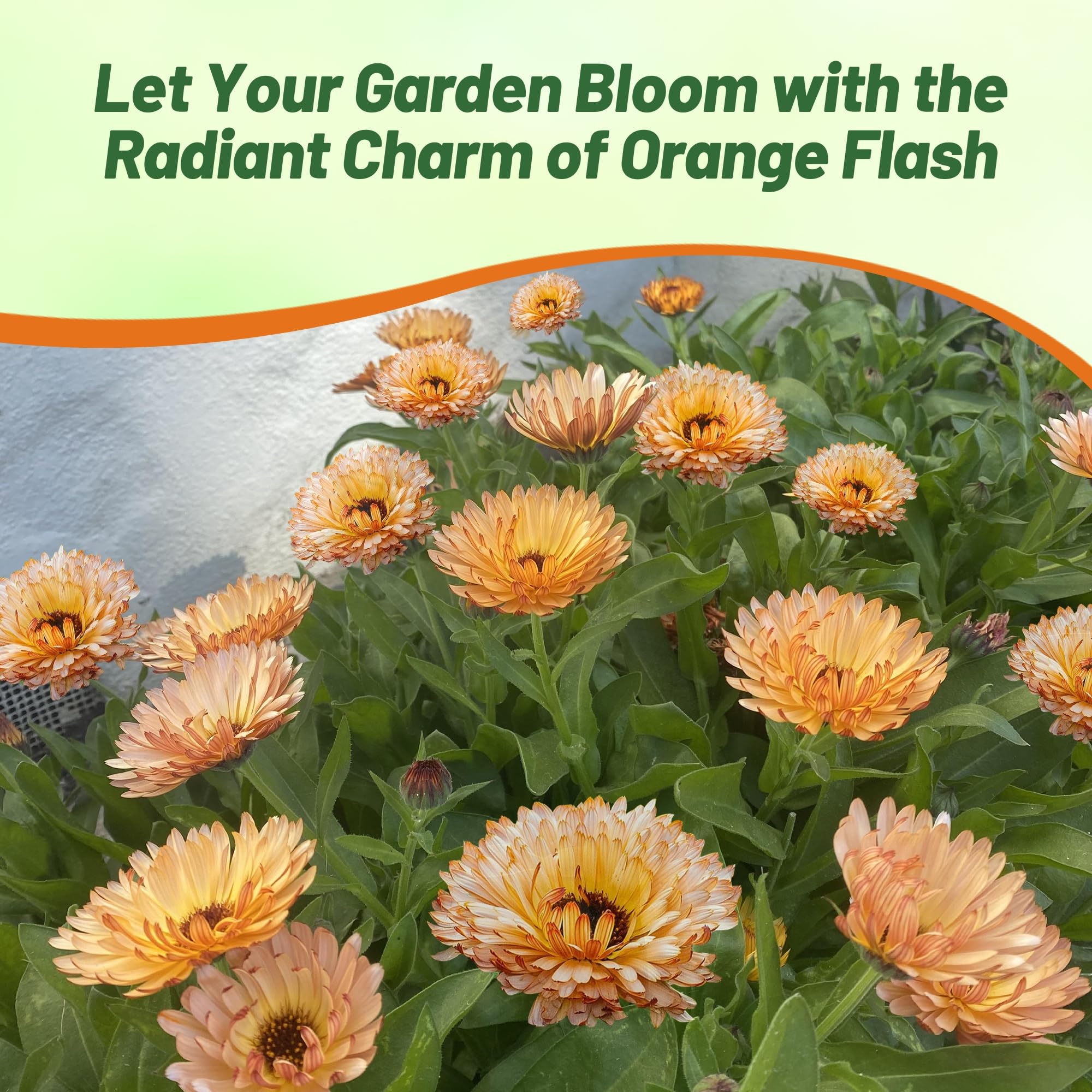 Calendula Orange Flash Planting Directions
