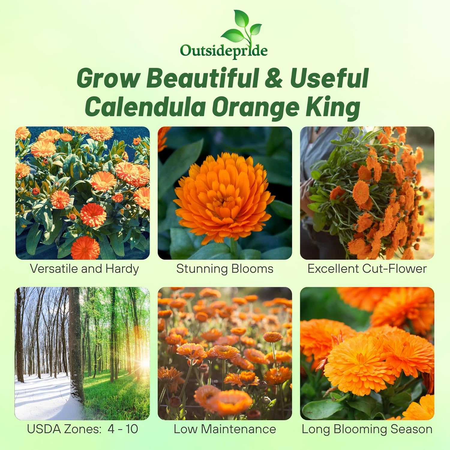 Calendula Orange King Images