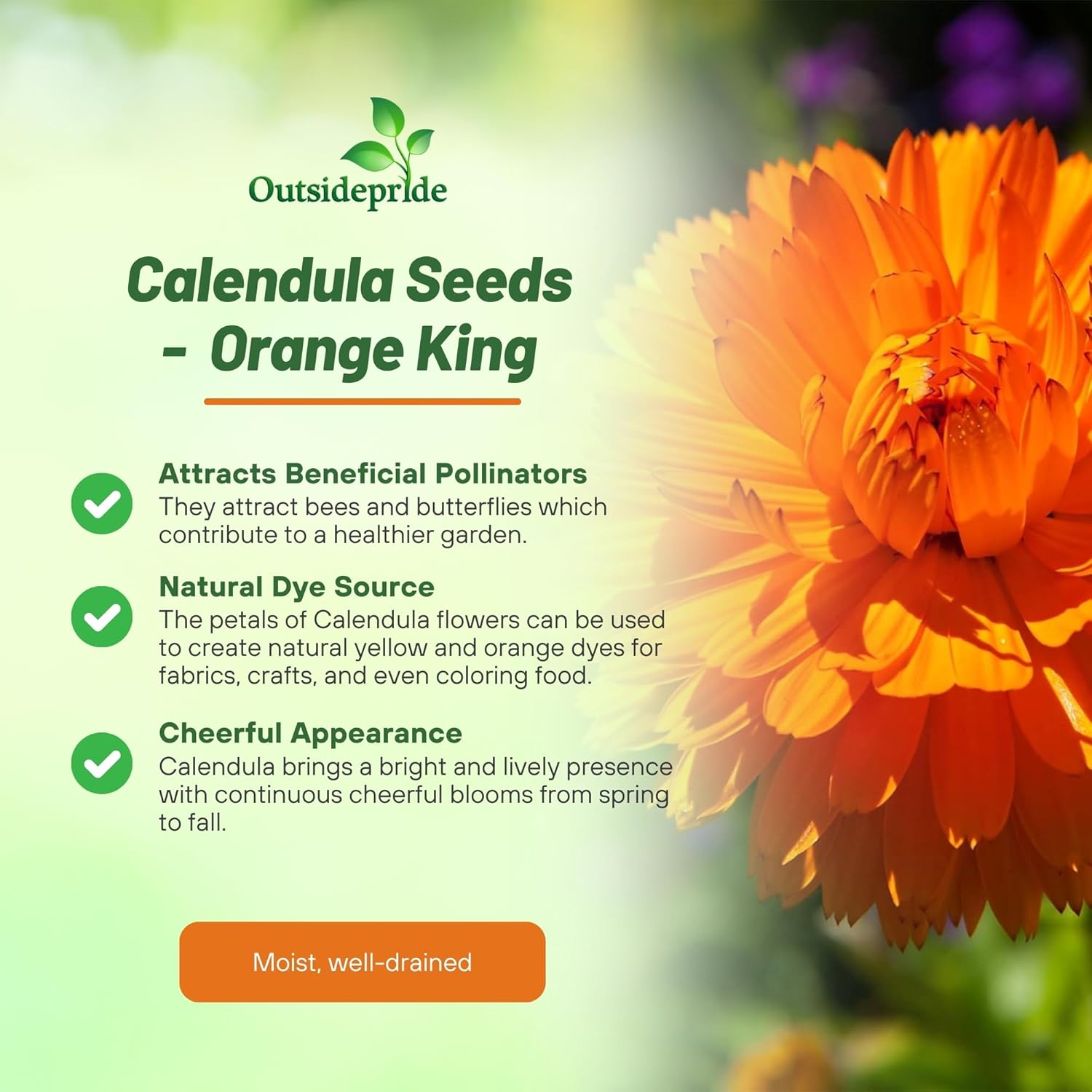 Calendula Orange King Benefits