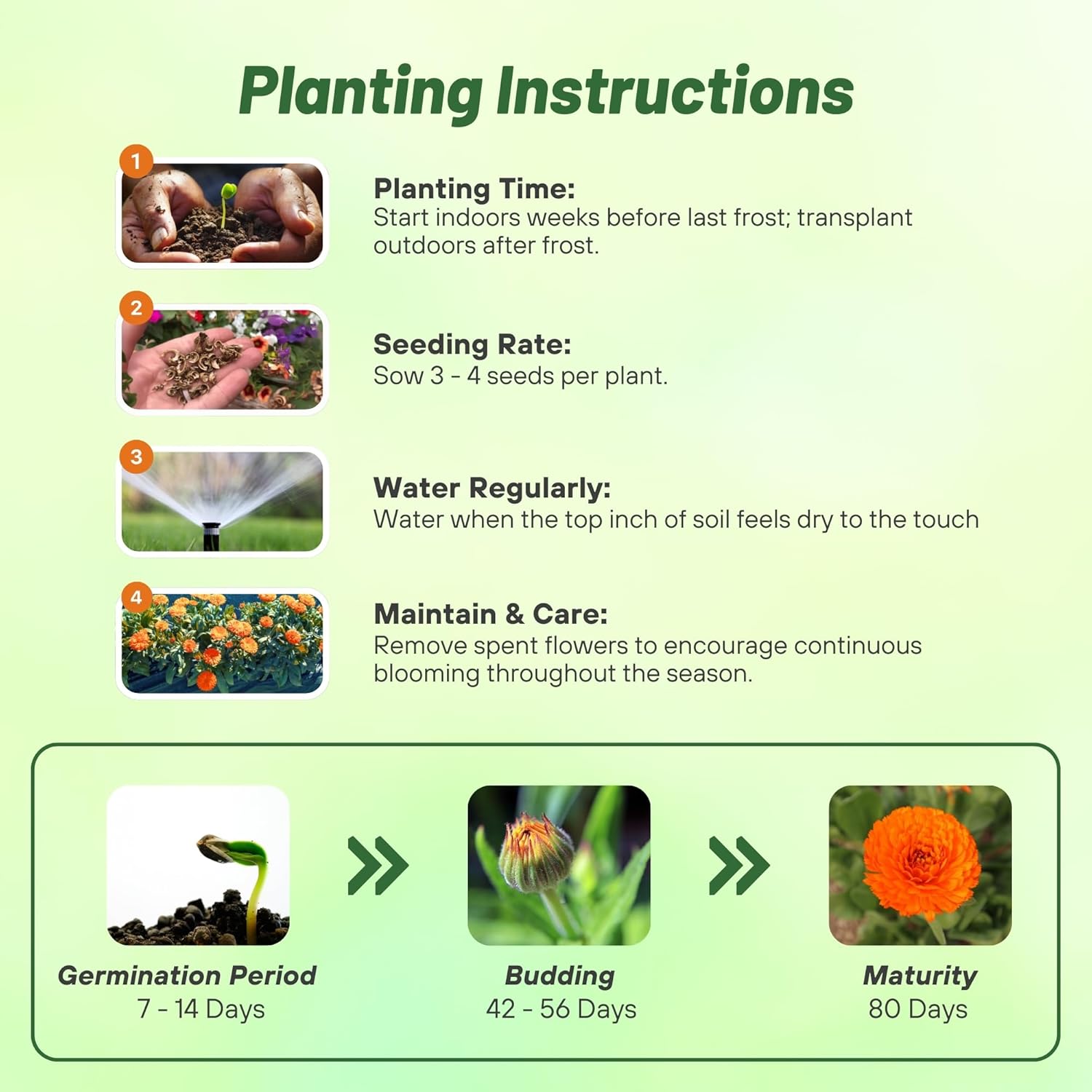 Pot Marigold Calendula Planting Directions