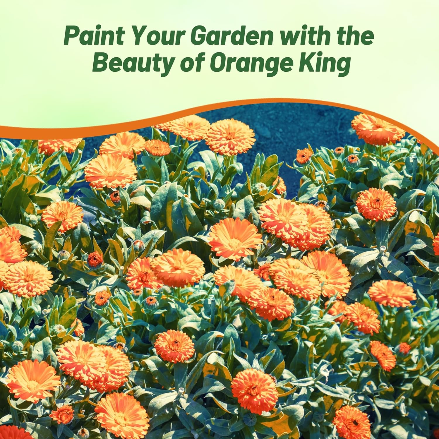 Calendula Orange King Growing Guide