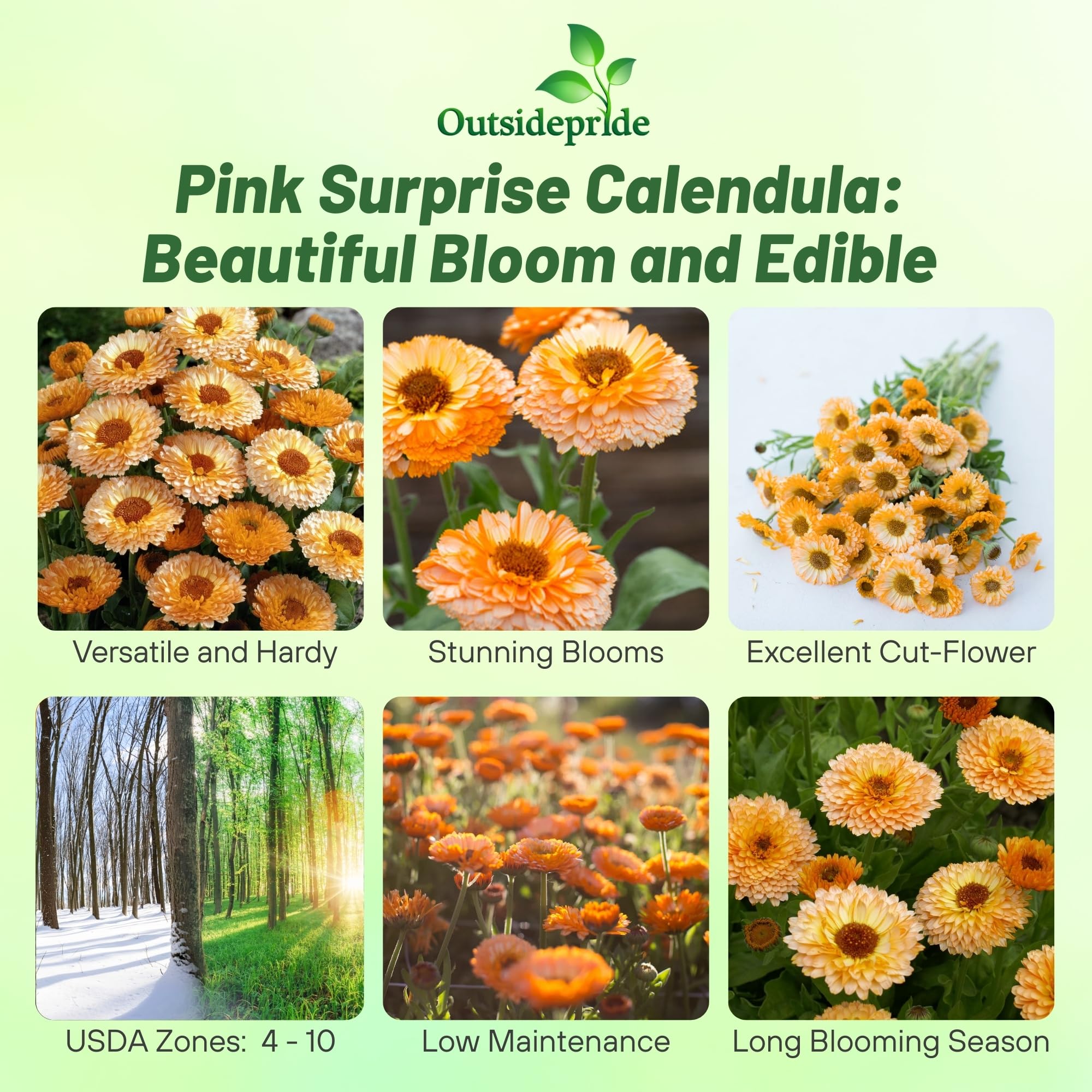 Calendula Pink Surprise Images