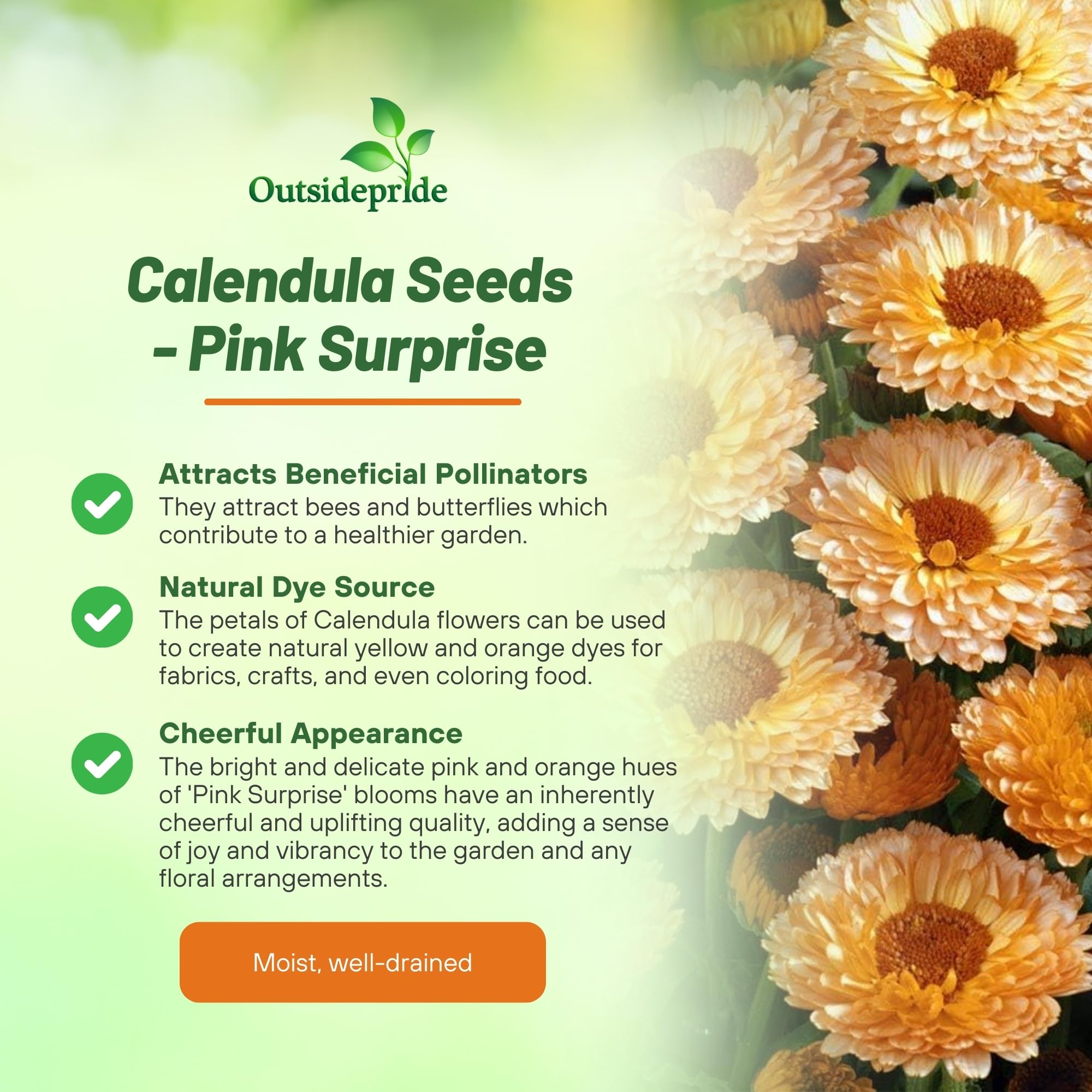 Calendula Pink Surprise Flower Benefits