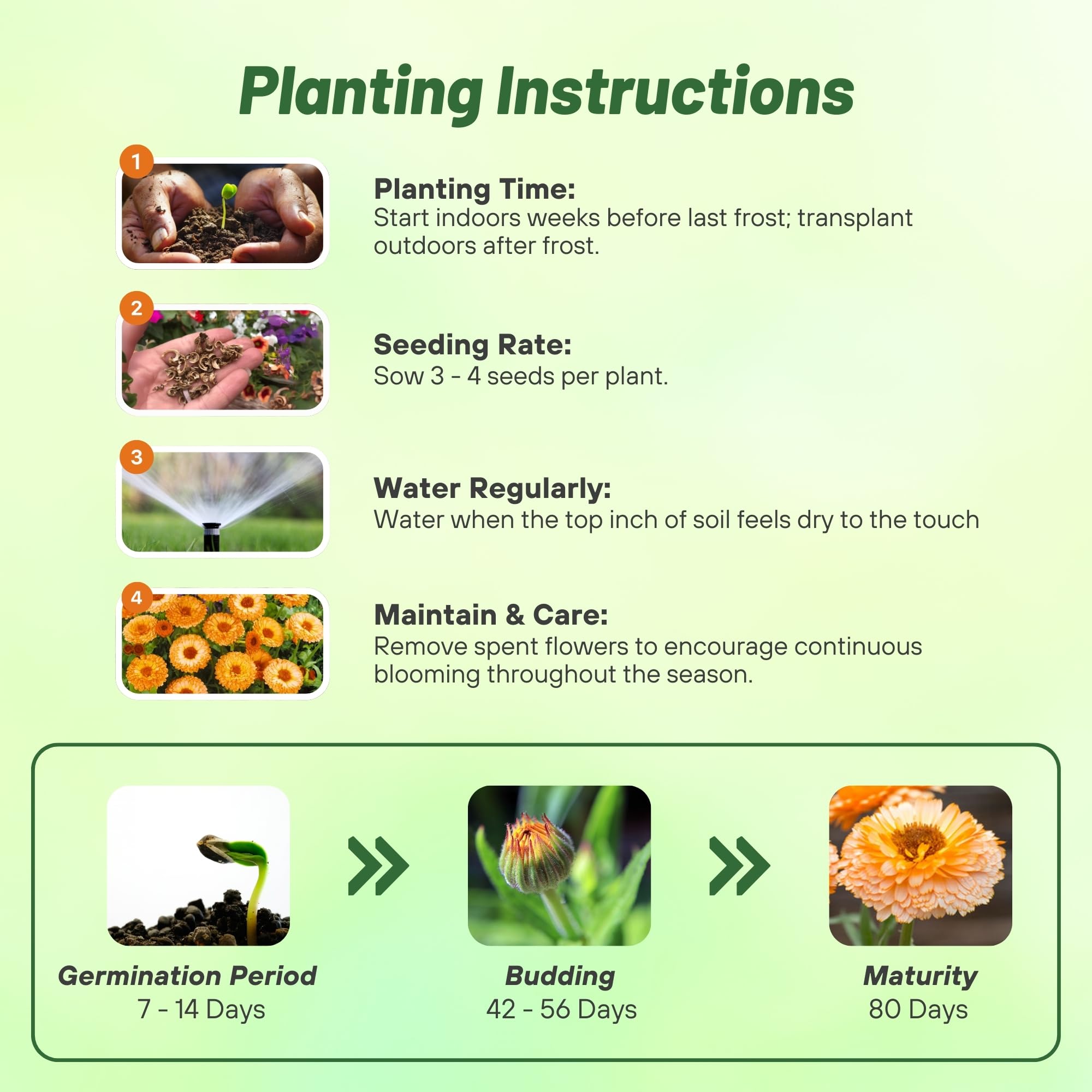 Calendula Pink Surprise Planting Directions