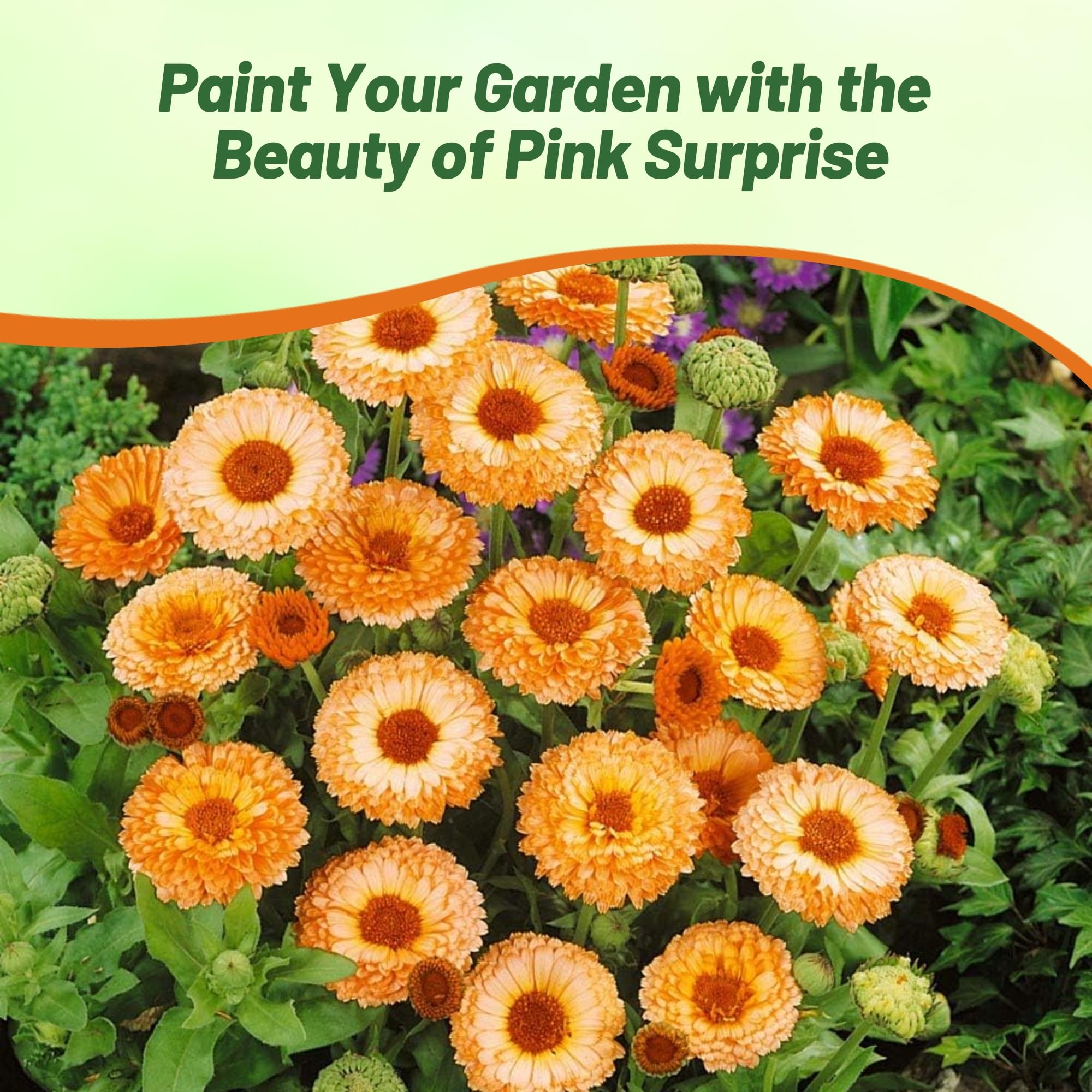Calendula Pot Marigold Pink Surprise Flower Garden