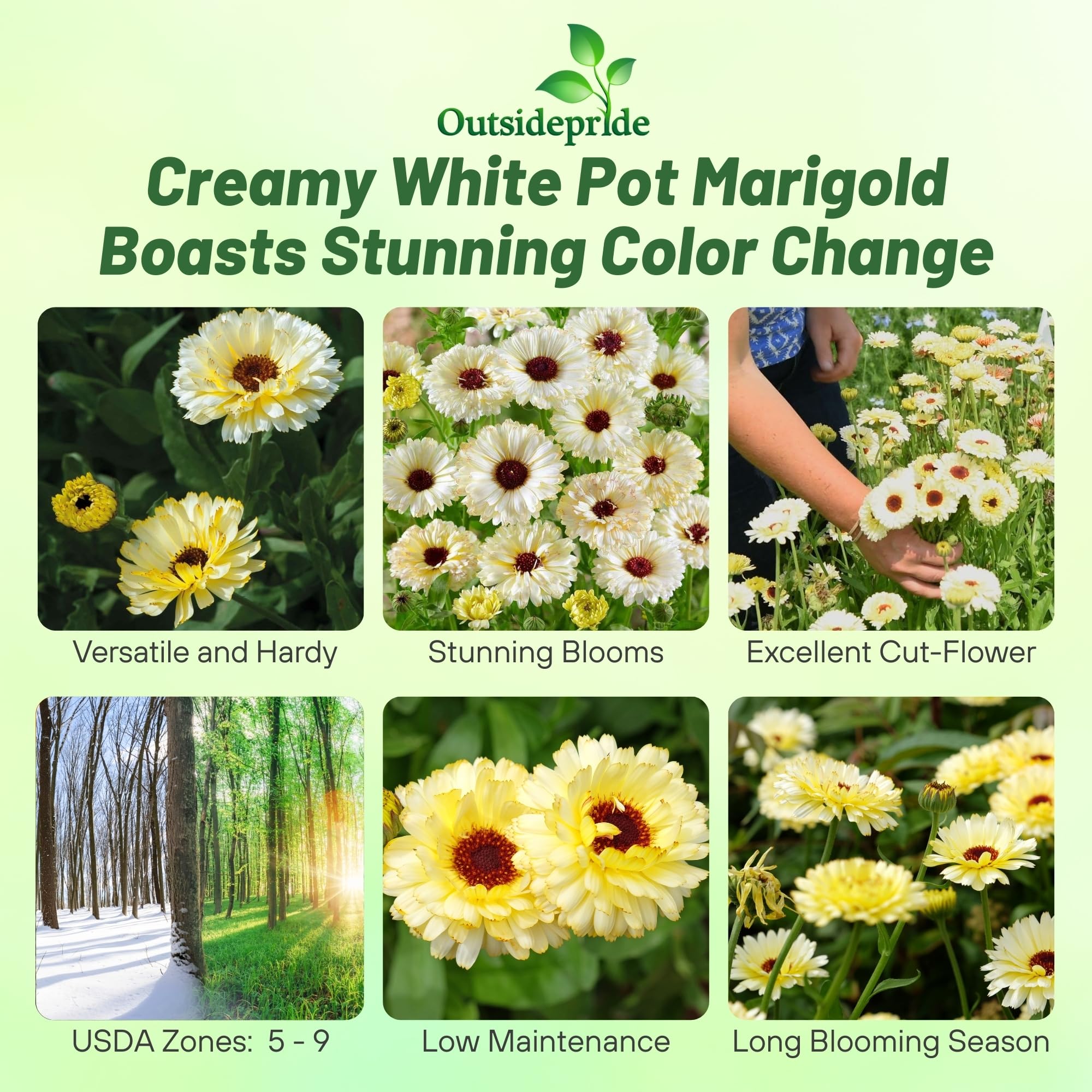 Calendula Snow Princess Flower Images
