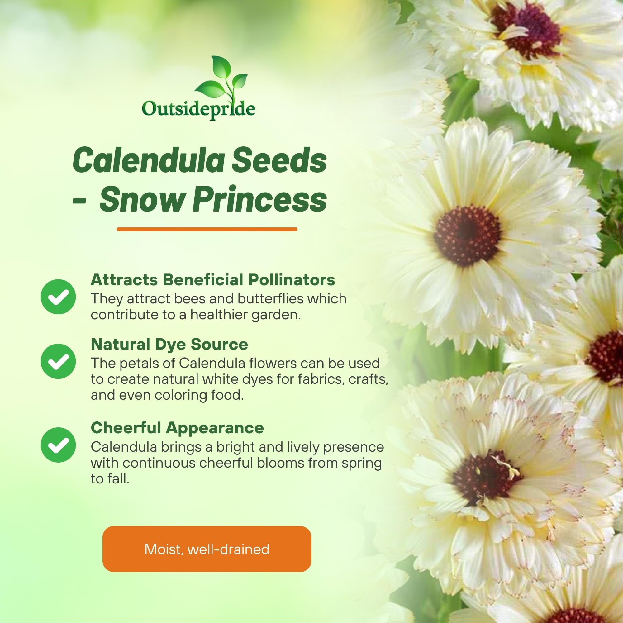 Calendula Snow Princess Flower Benefits