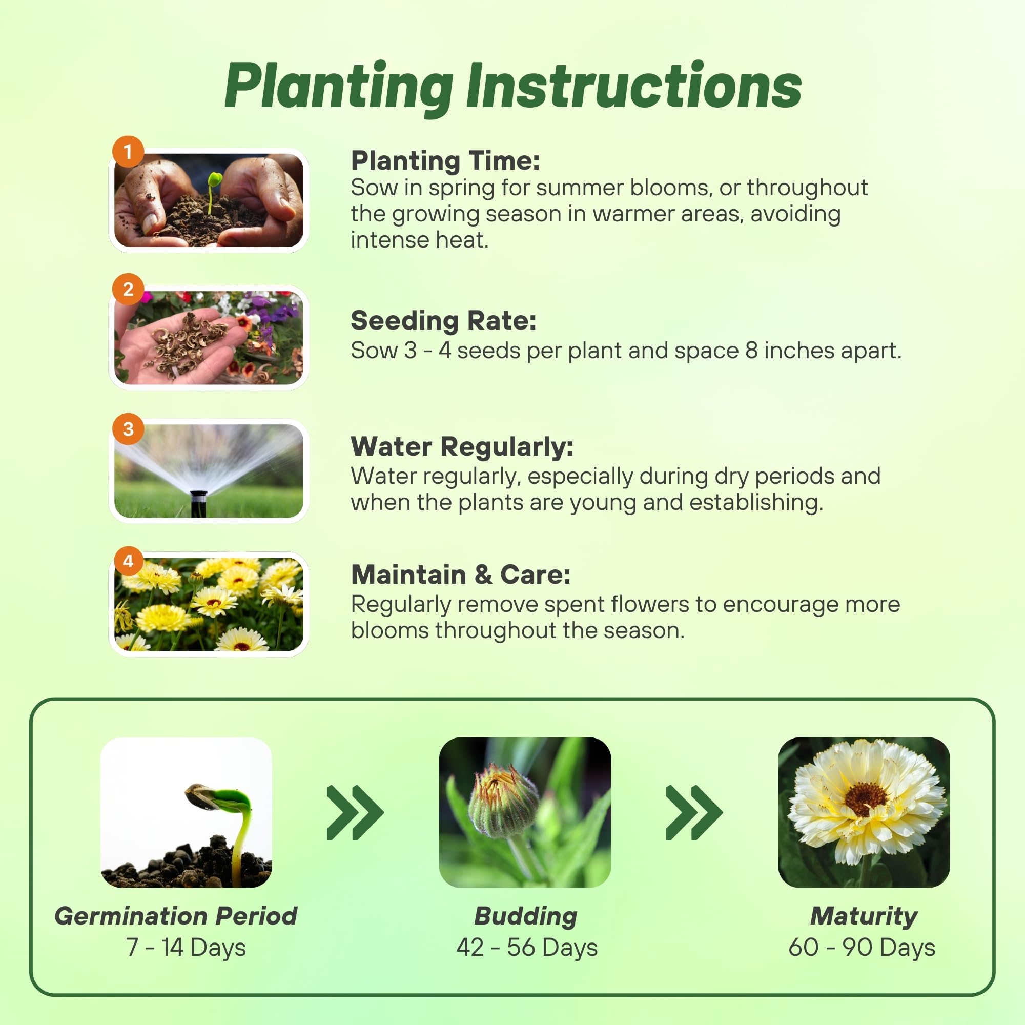 Calendula Snow Princess Flower Planting Directions