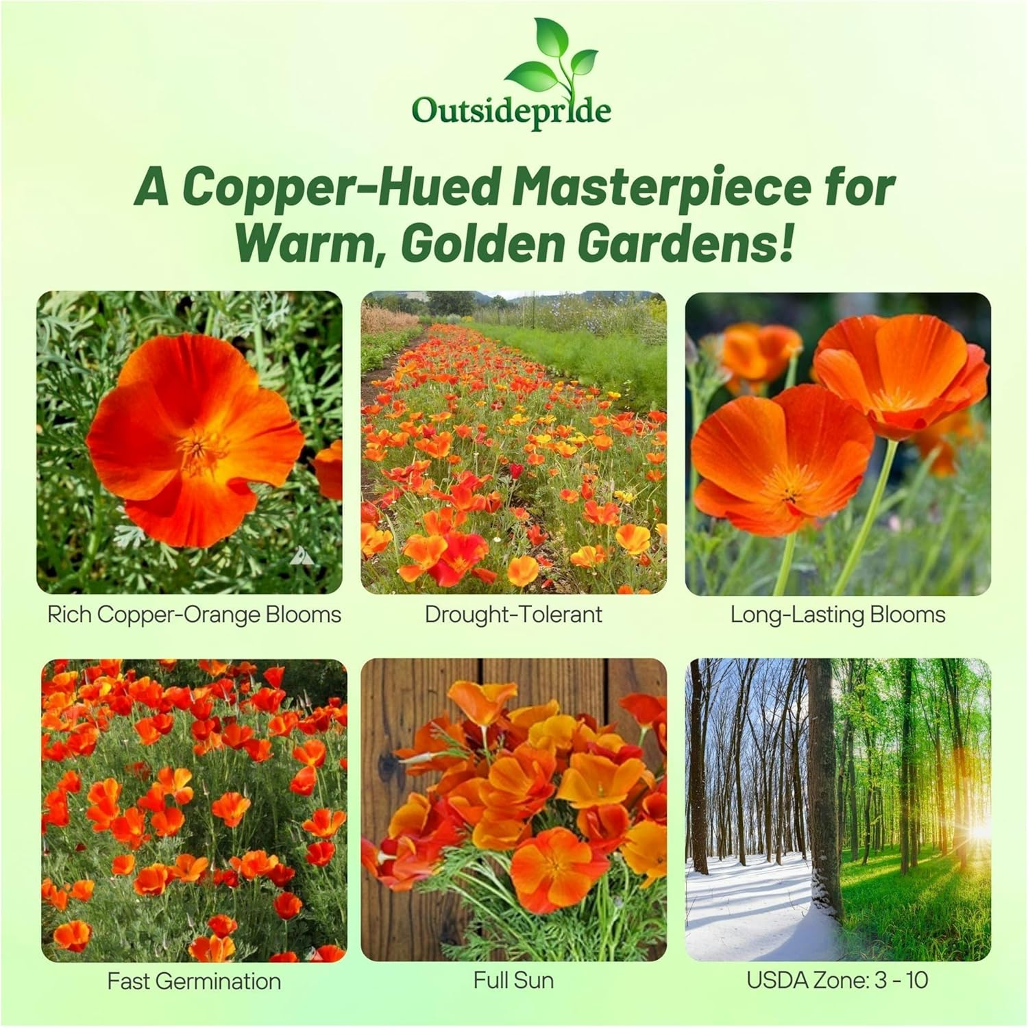 California Poppies Copper Pot