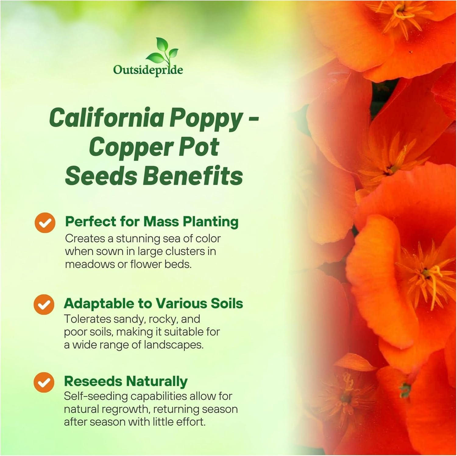 Eschscholzia Californica Copper Pot