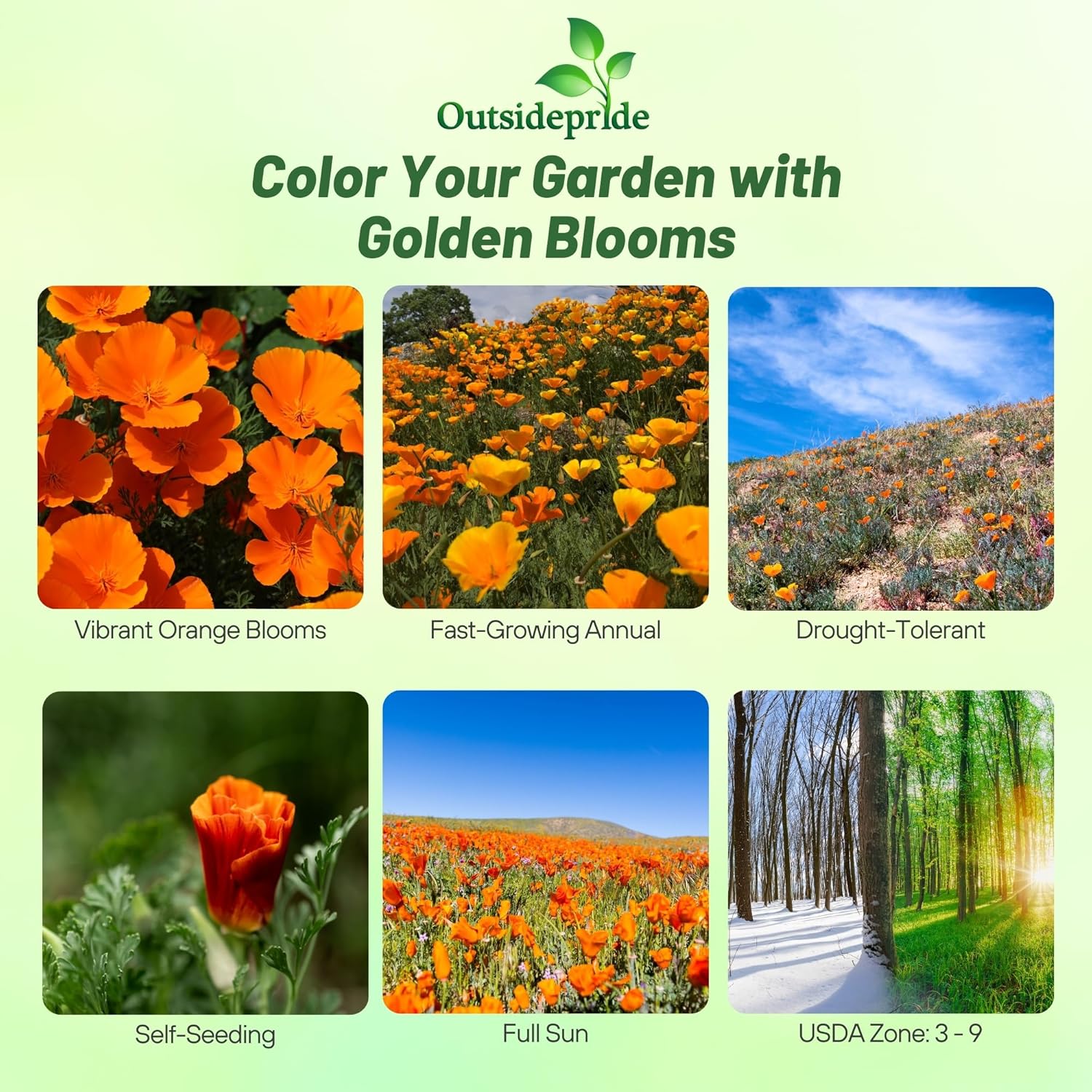 thumbnail image 2 of 1 Oz ORANGE CALIFORNIA POPPY Seeds Native Wildflower Pollinators Flower Garden E 2 of 13