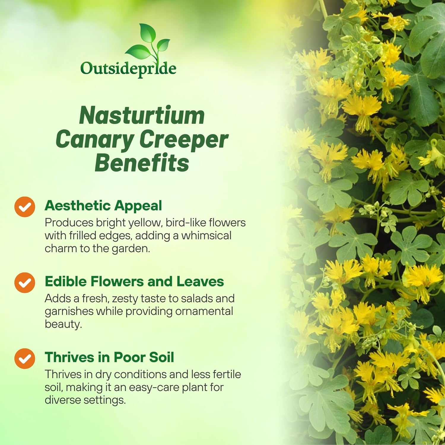 Canary Creeper Flower Bush