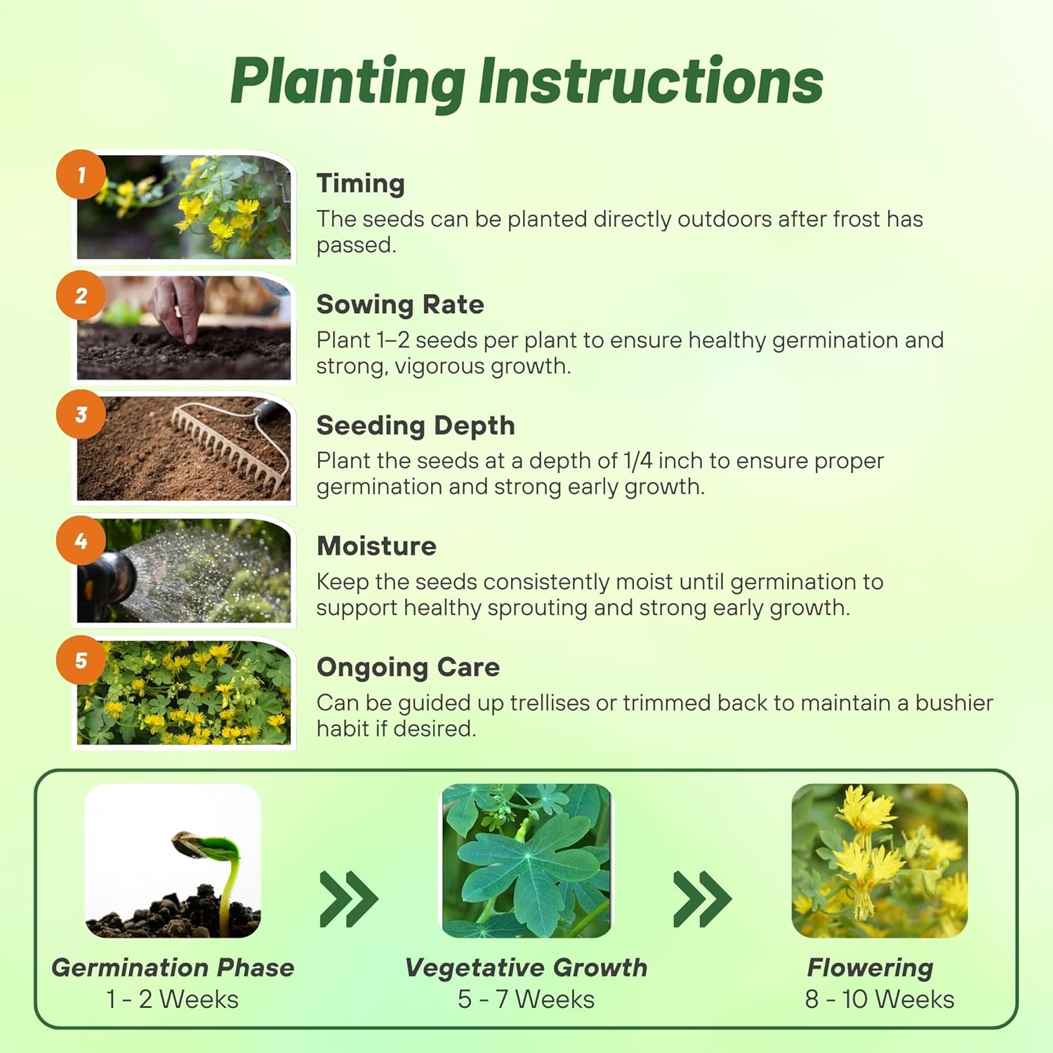 Canary Creeper Planting Directions