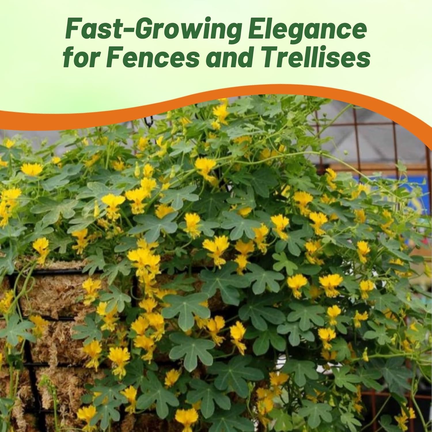 Canary Creeper Flower Seeds