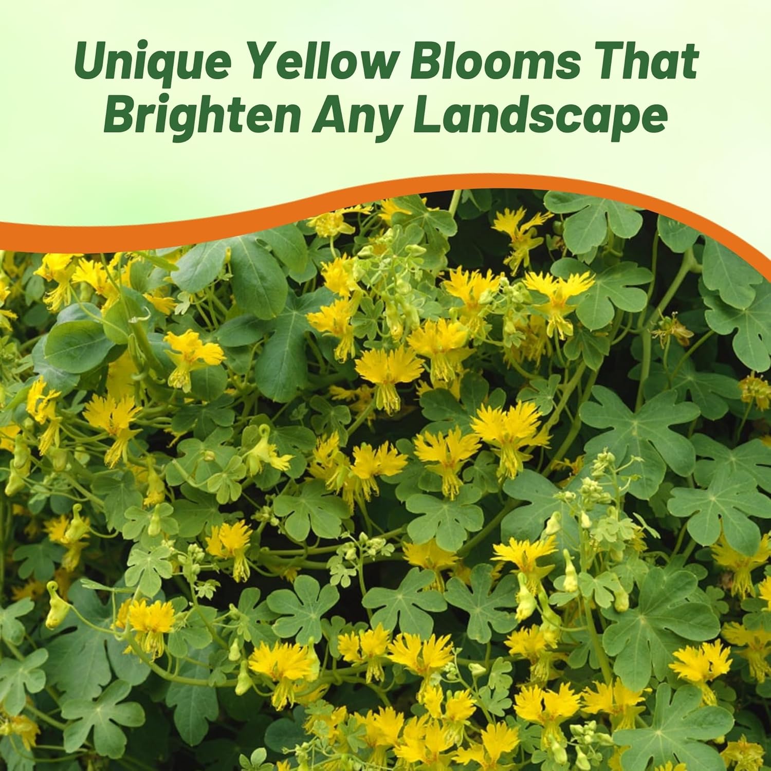 Canary Creeper Flower Bush