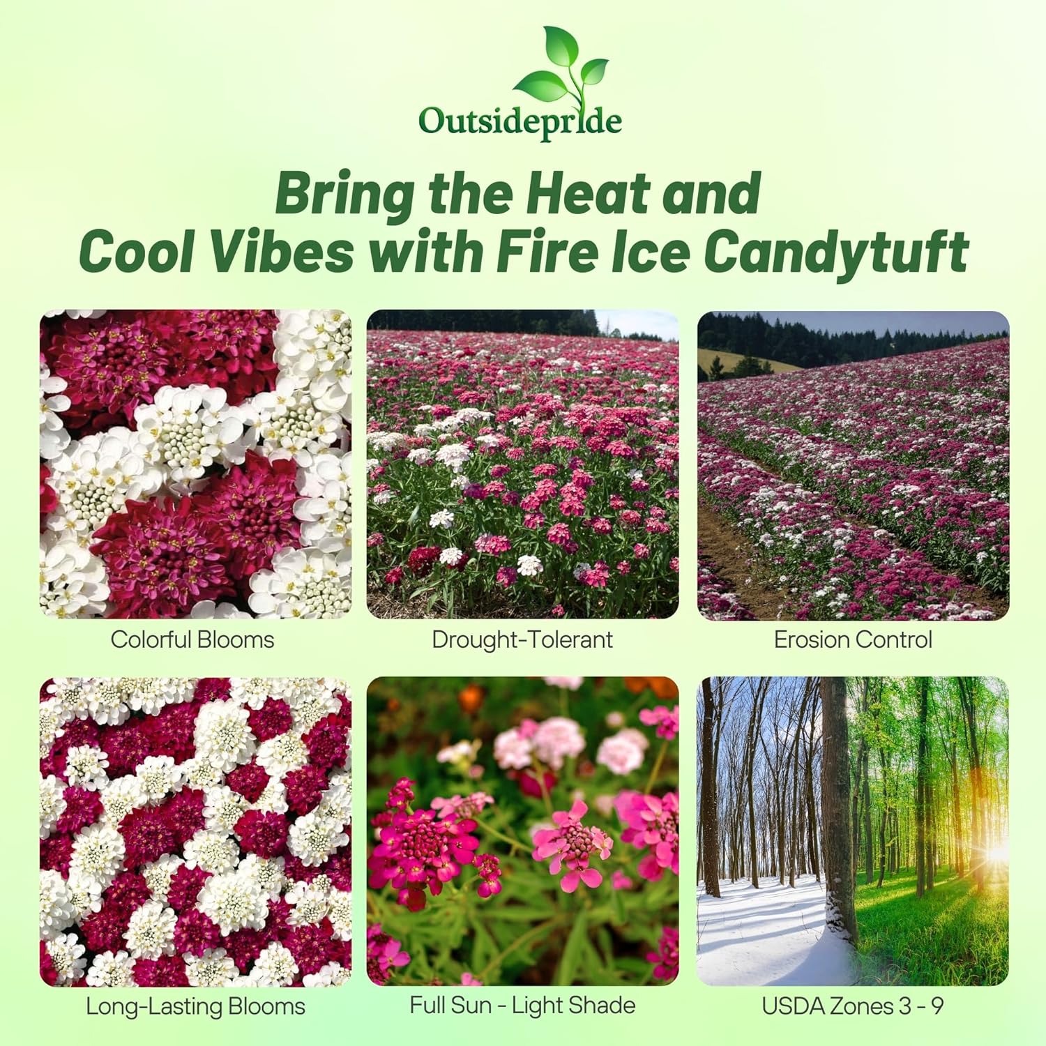 Iberis umbellata Fire Ice Ground Cover