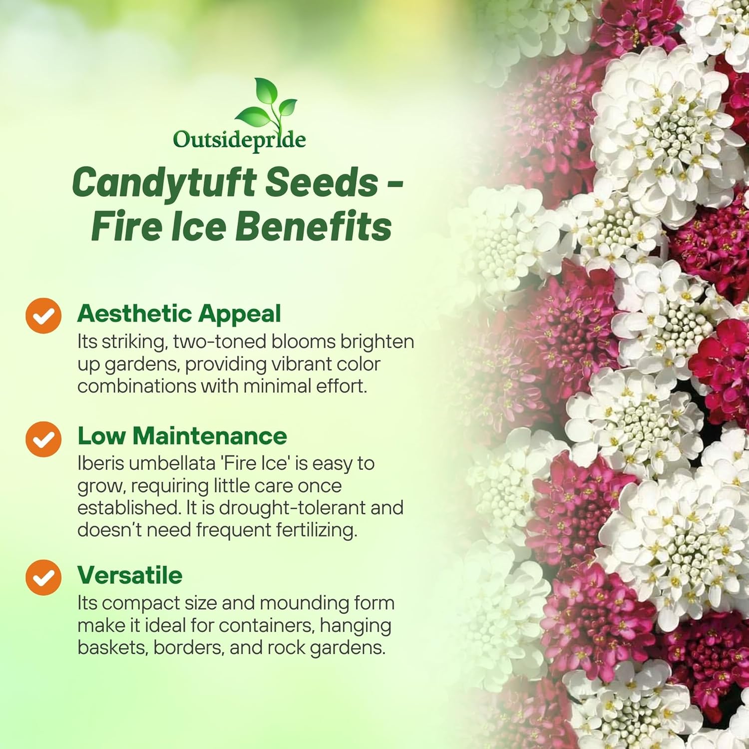 Candytuft Fire Ice Ground Cover