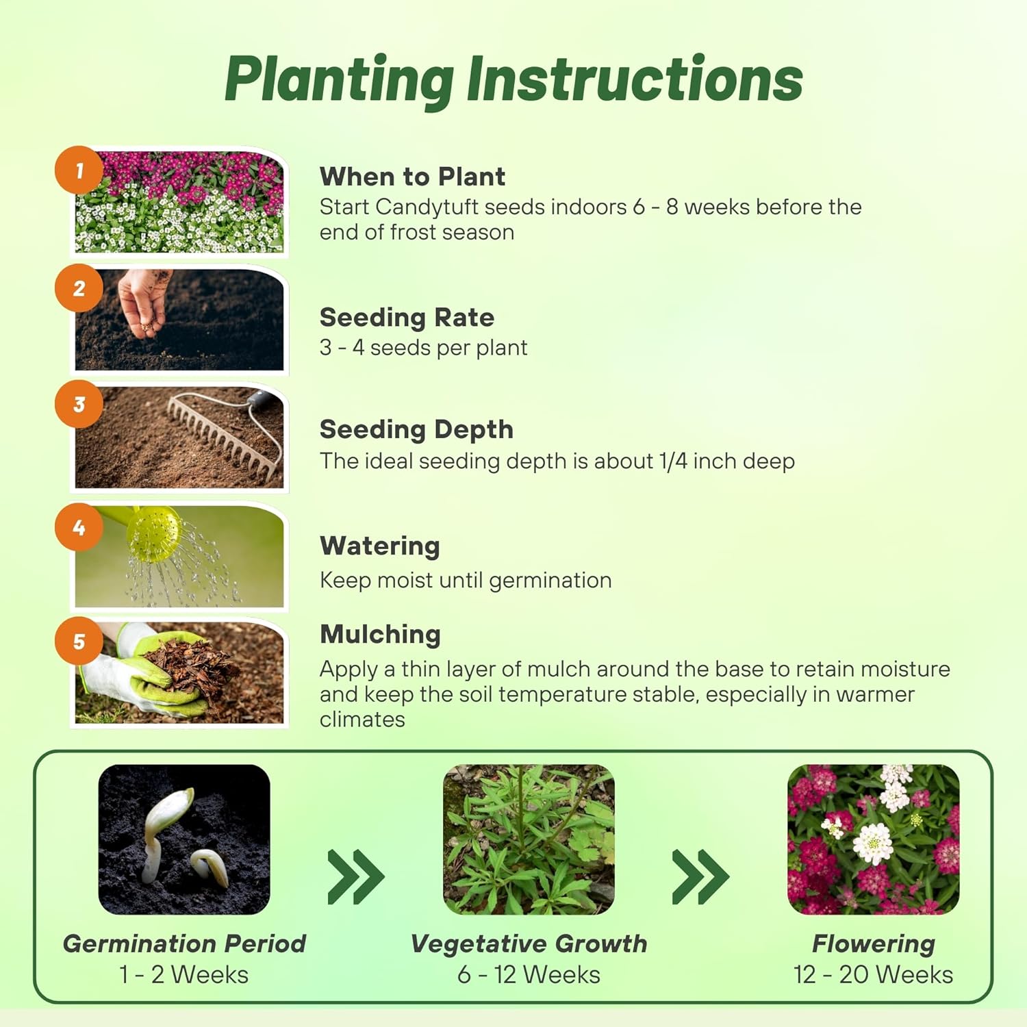 Candytuft Fire Ice Planting Directions