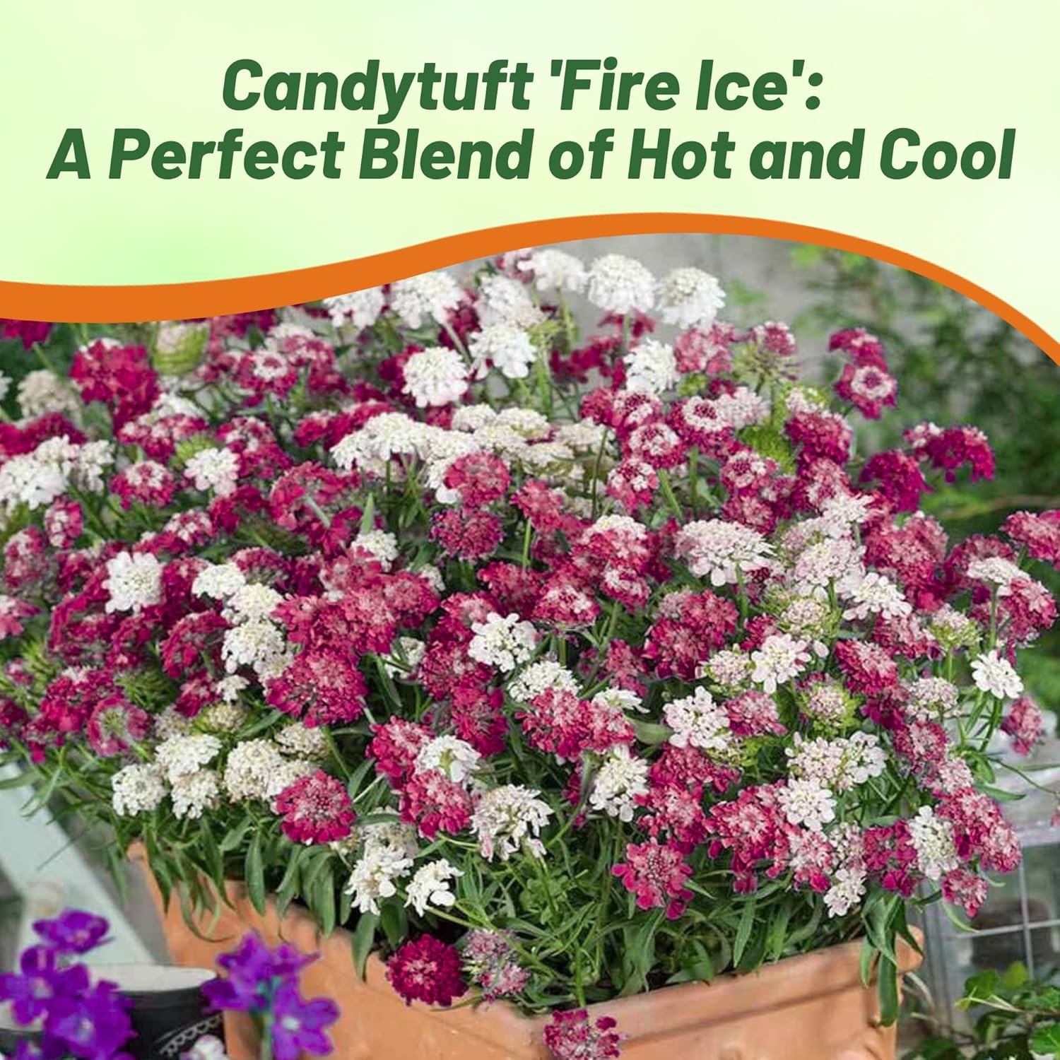 Candytuft Red White Container Plants