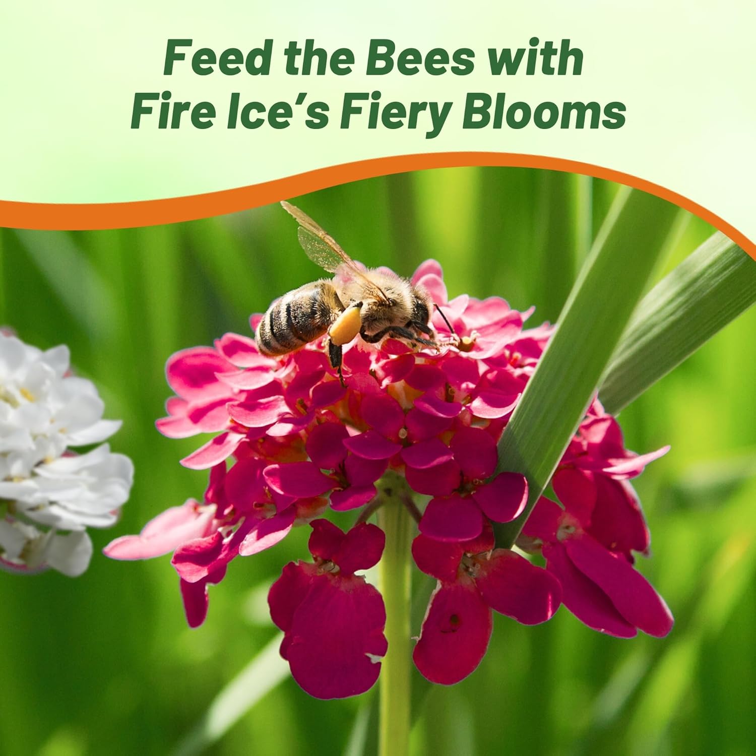 Candytuft Fire Ice Flowering Pollinator