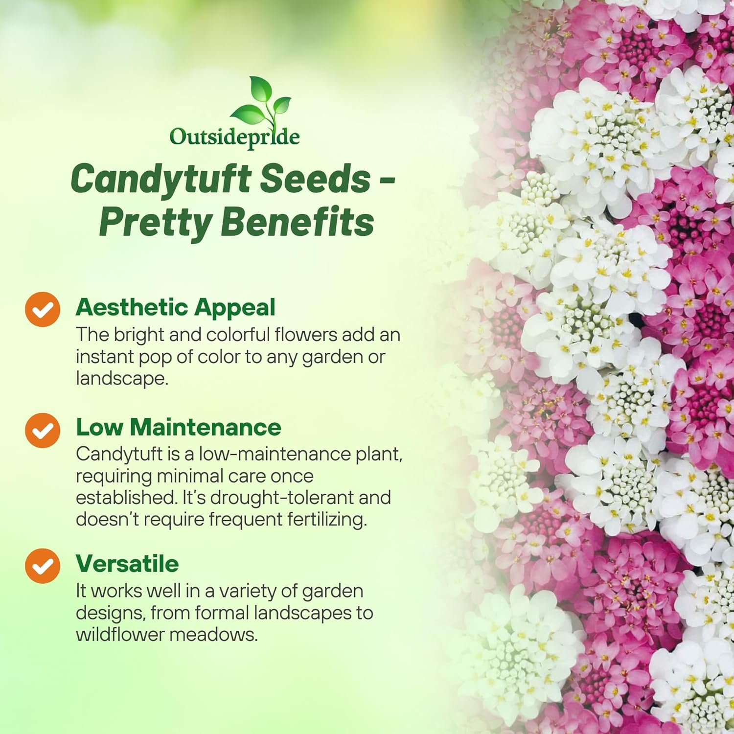 Candytuft Pretty Ground Cover