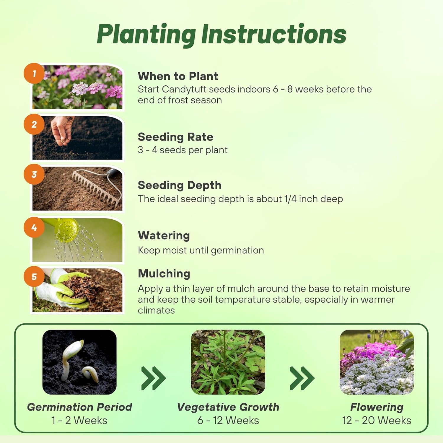 Candytuft Pretty Planting Directions