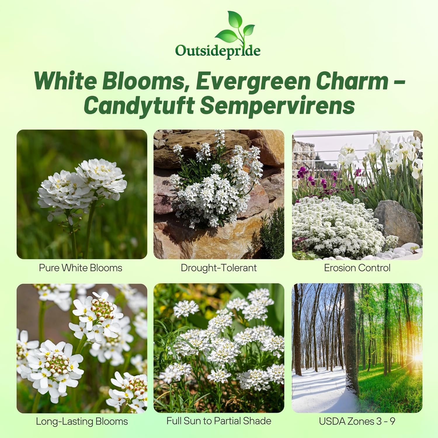 Iberis Sempervirens White Flowering Ground Cover
