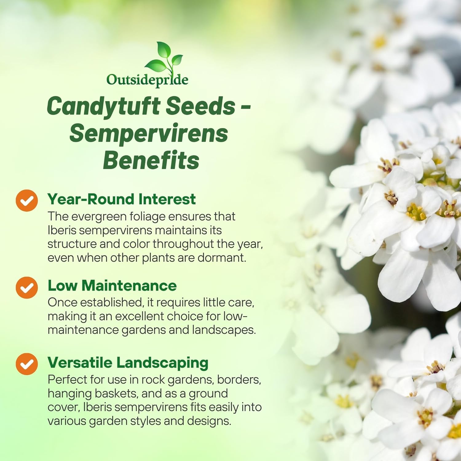 Candytuft Sempervirens Ground Cover
