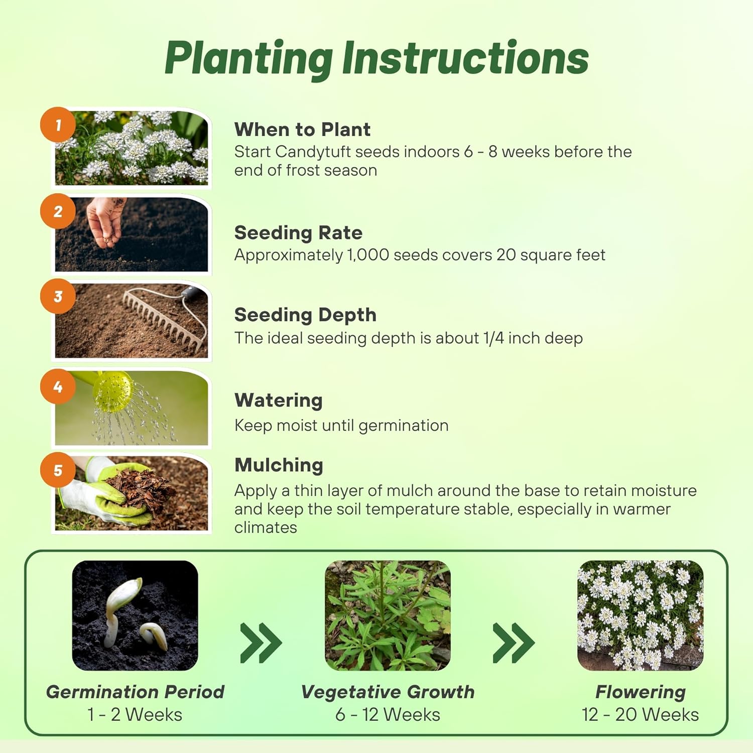 Candytuft Sempervirens Planting Directions