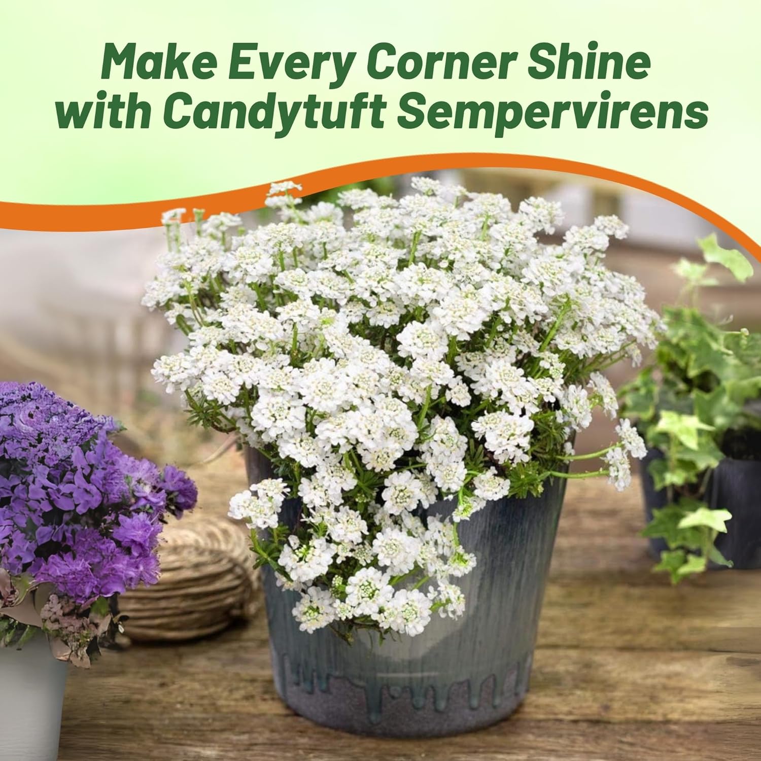 Candytuft Sempervirens Dwarf Ground Cover