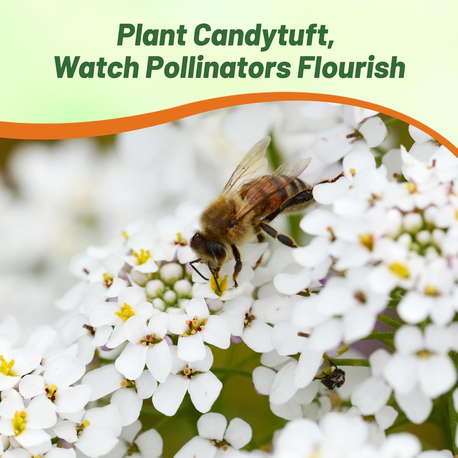 Perennial Candytuft Sempervirens Flowering Pollinator